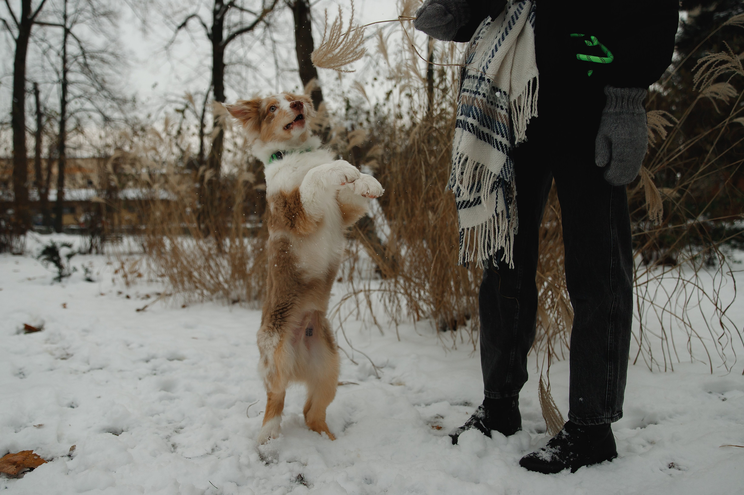 Fotografia psów Wrocław. Kaja | fotograf we Wrocławiu | ludzie i psy