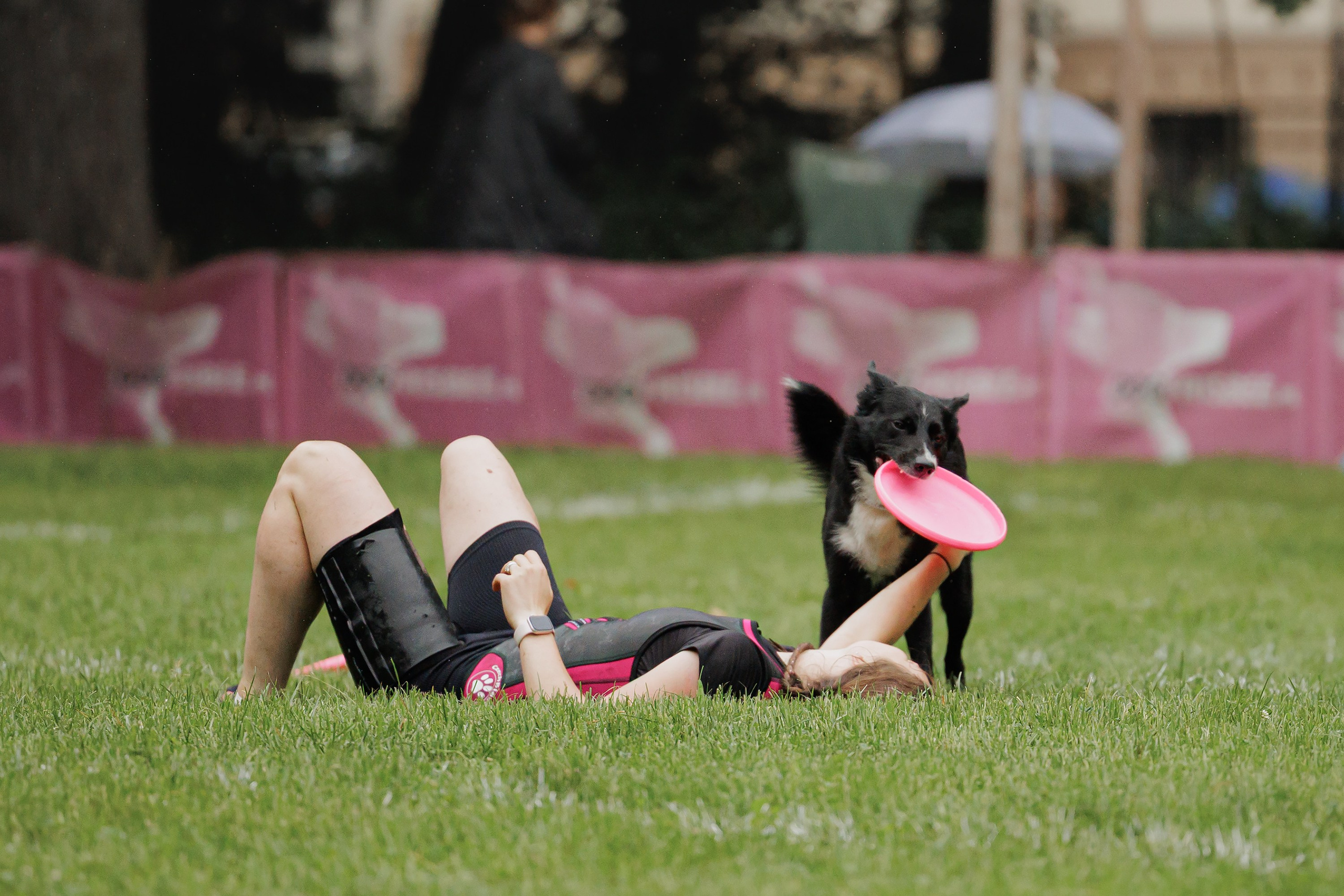 Latające psy, Wrocław'25. Kaja | fotograf psów we Wrocławiu