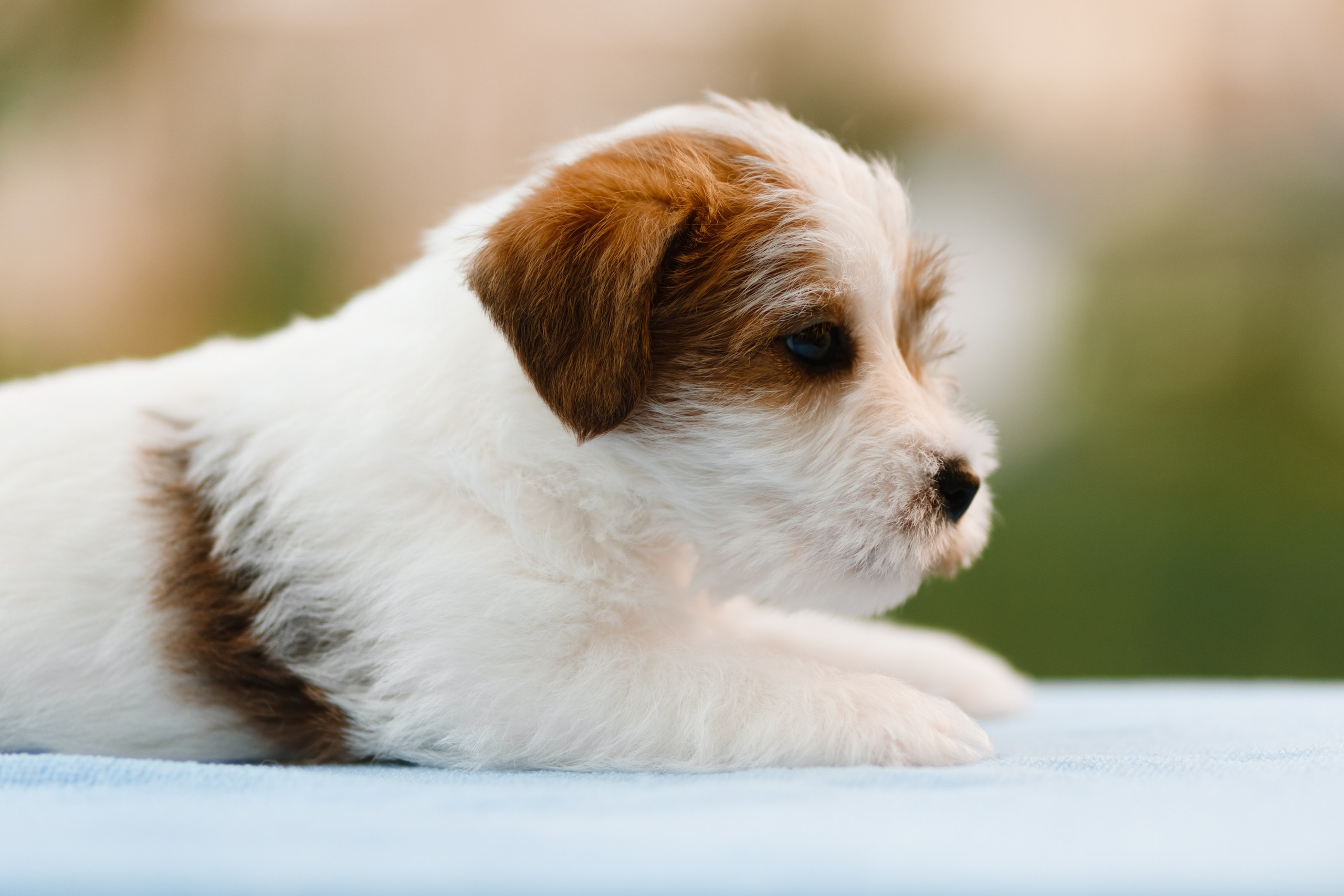 Jack russel puppies. Kaja | fotograf we Wrocławiu | ludzie i psy