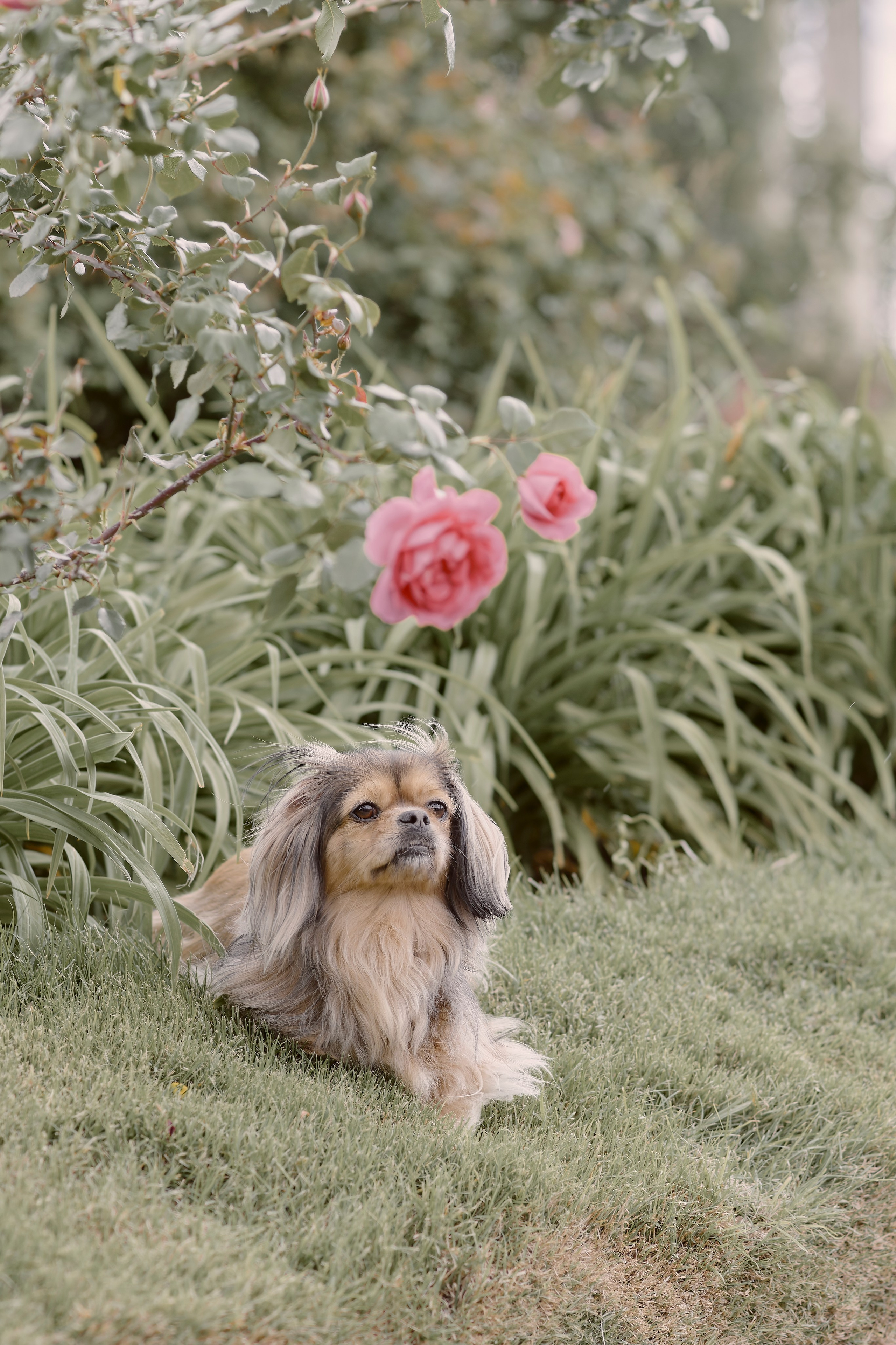 Enrique & Cindy. Valssy – Fotografía de mascotas en Uruguay. Retratos profesionales de perros y gatos