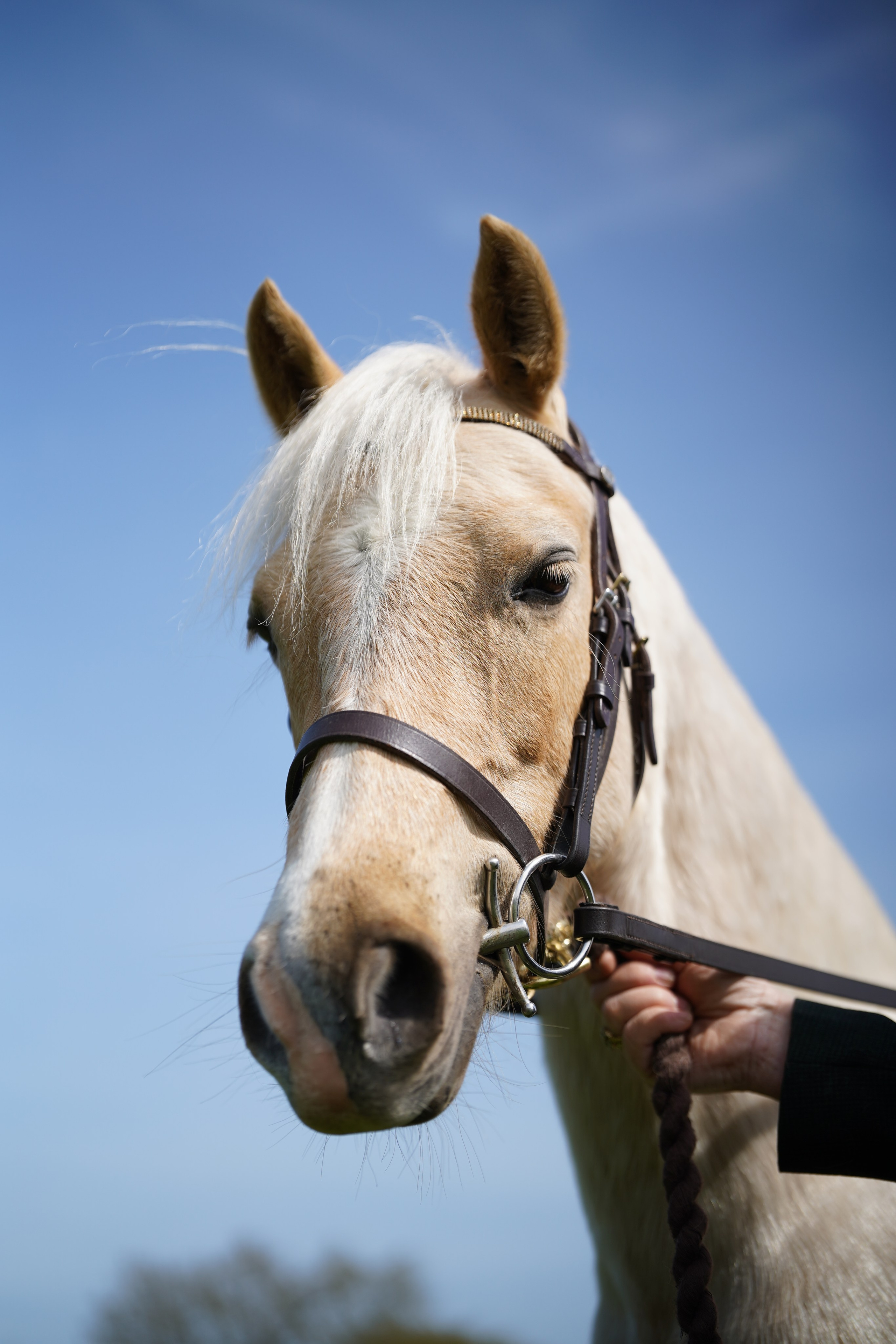 Headshots. Leicestershire Equine Photography by El | Authentic Equine Portraits & Events