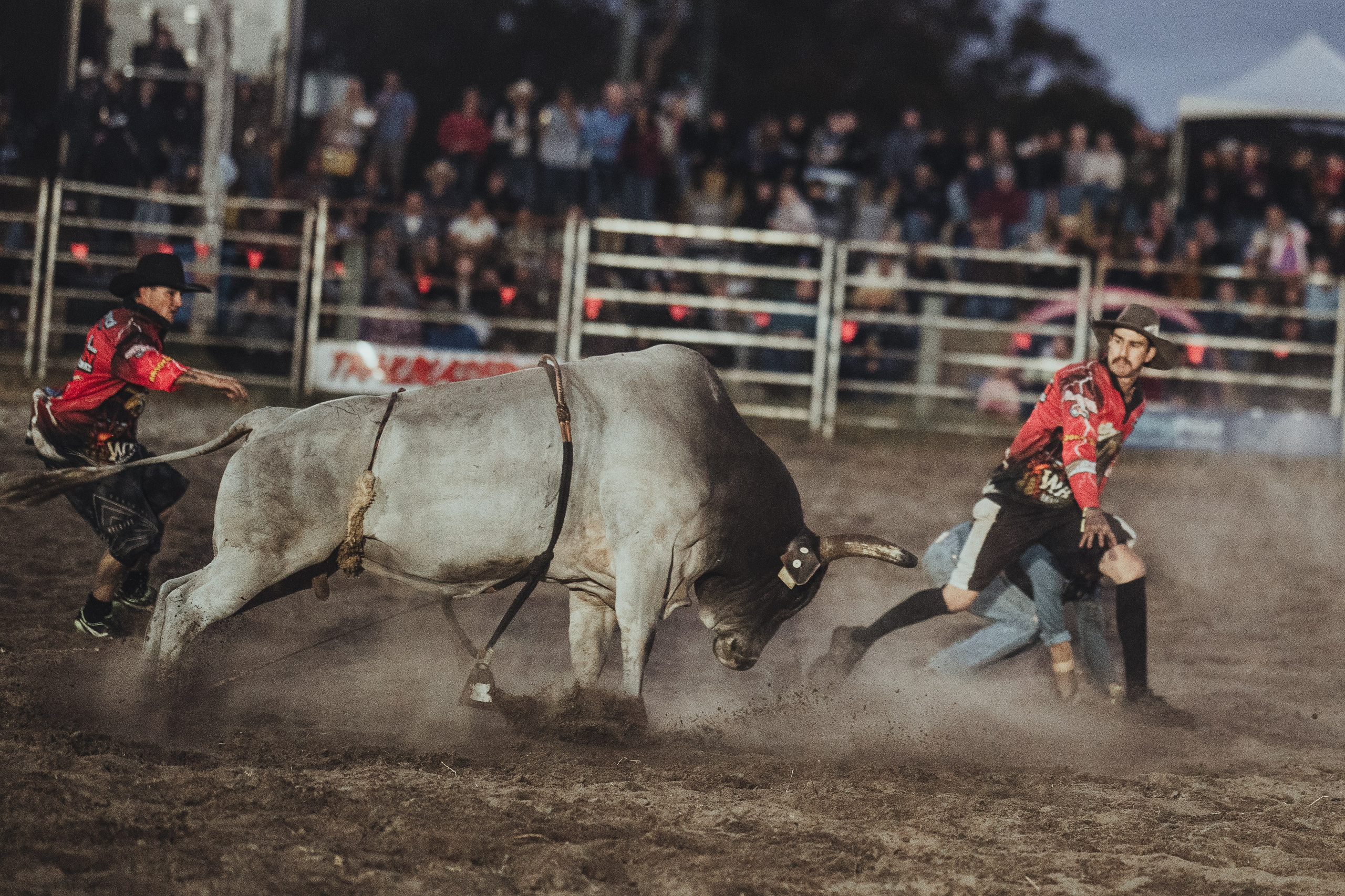 Selection of photos from different rodeos