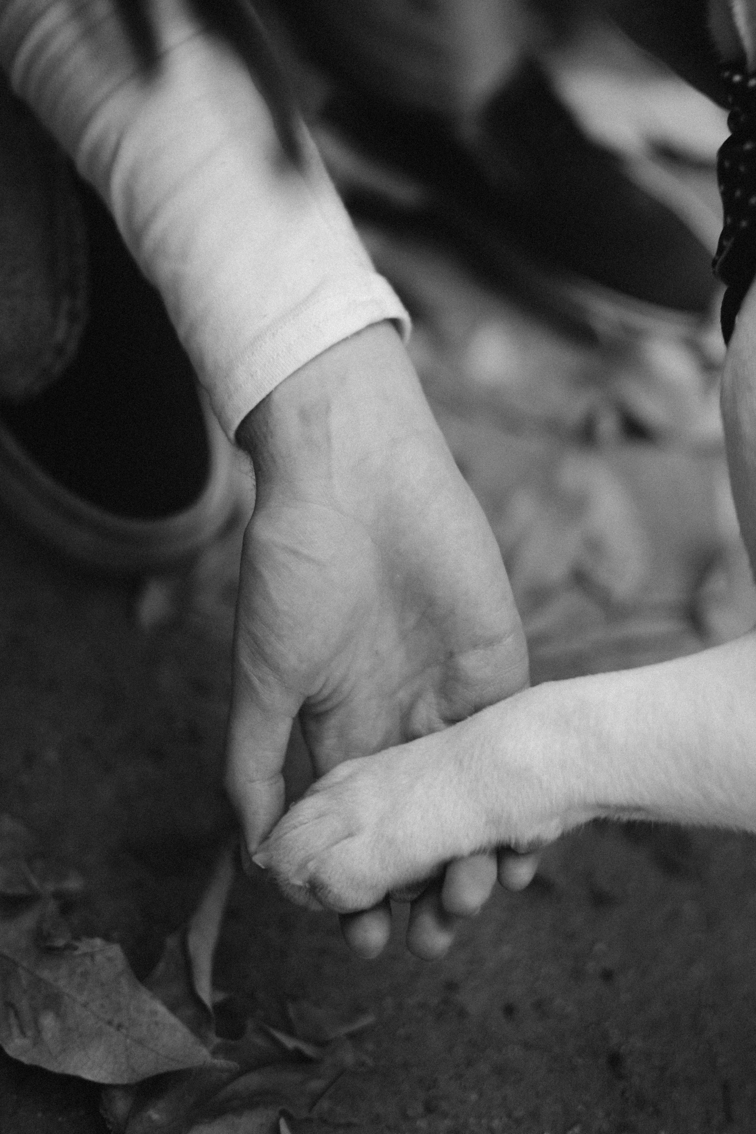 Alie & Asiago. Photographer in Los Angeles. Julia Ishmuratova