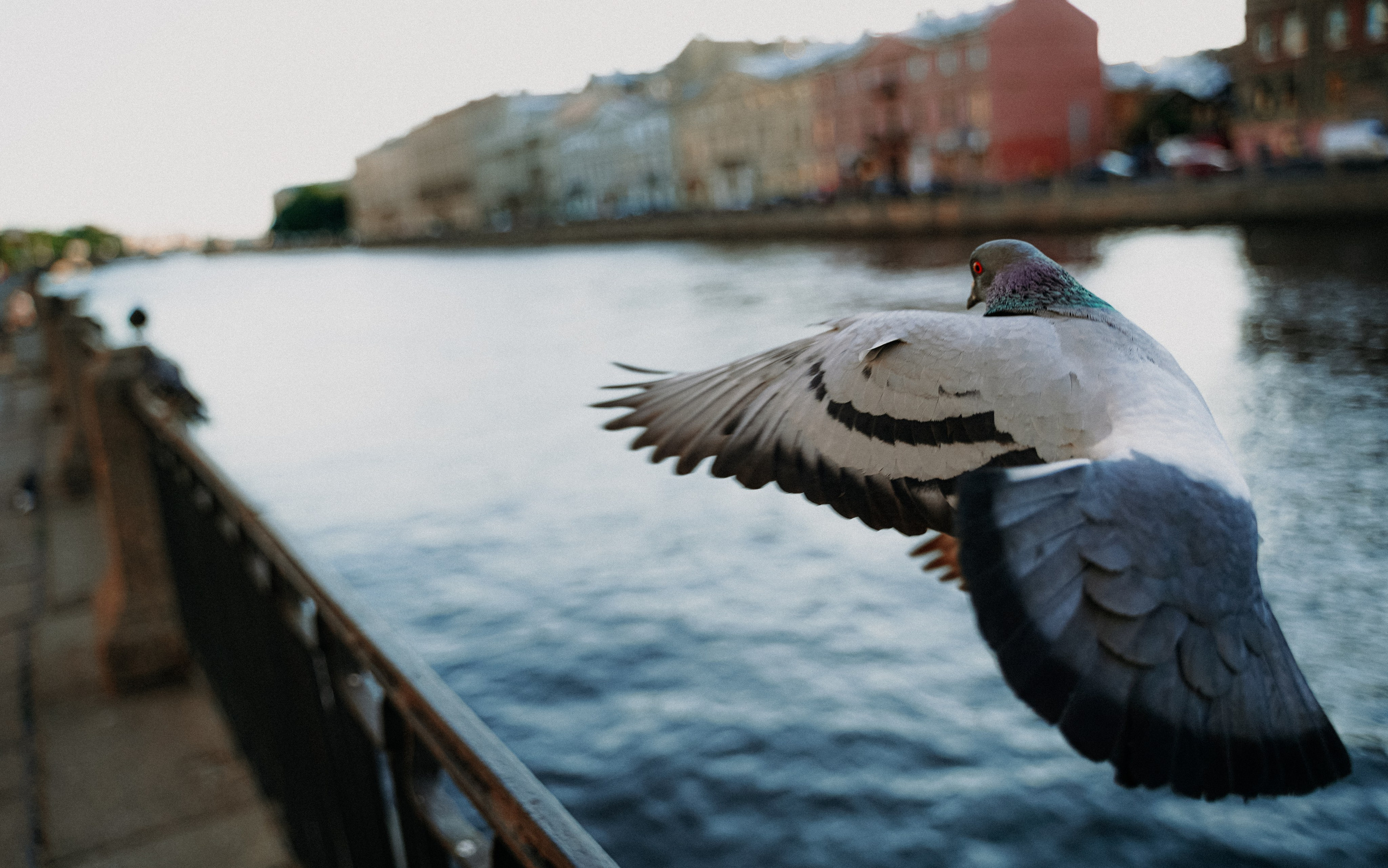 Пернатый психоз. Стрит-фотография, полная абсурда, идиотизма и красоты