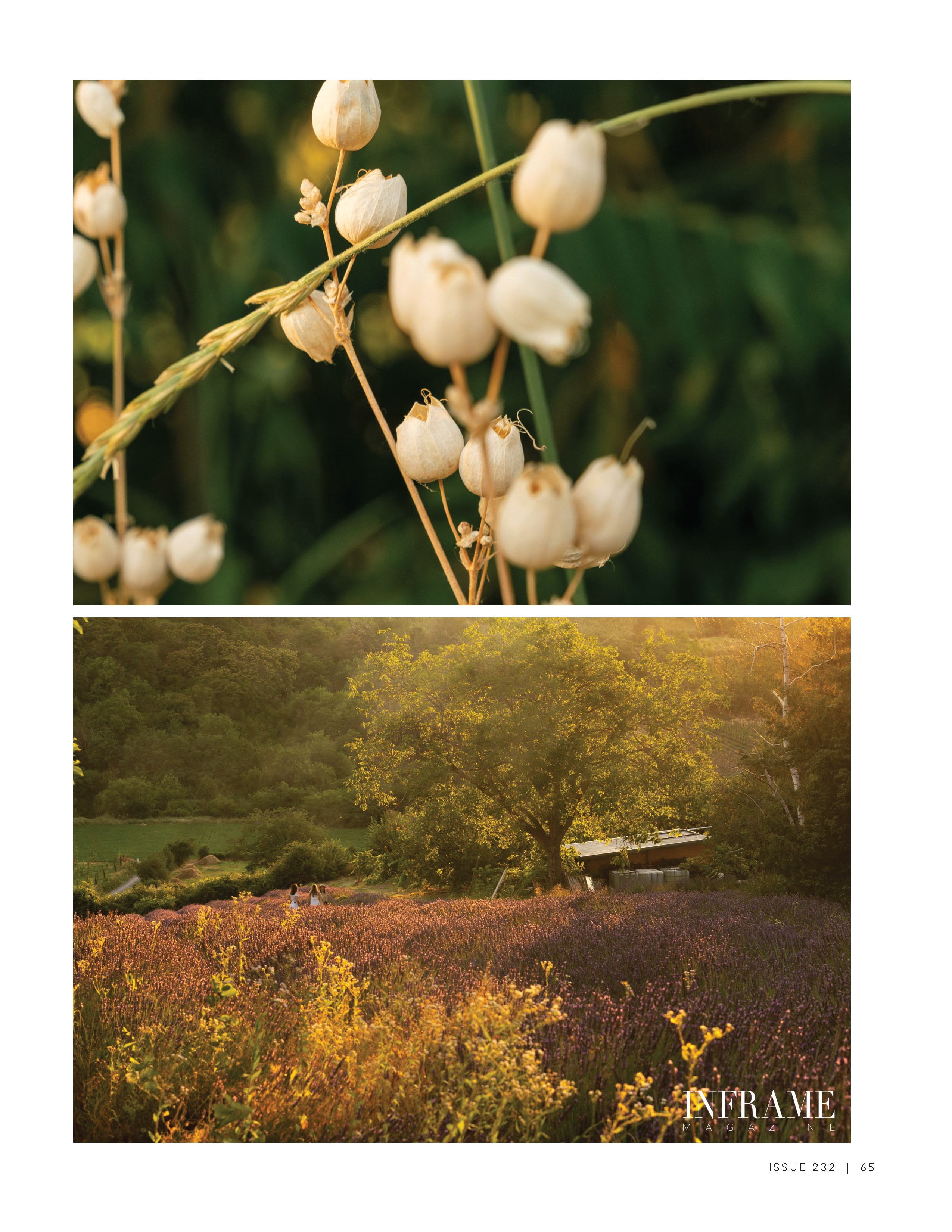 Lavender Light — fashion editorial with summer elegance. Victoria Fedoseenko. Photographer from Serbia