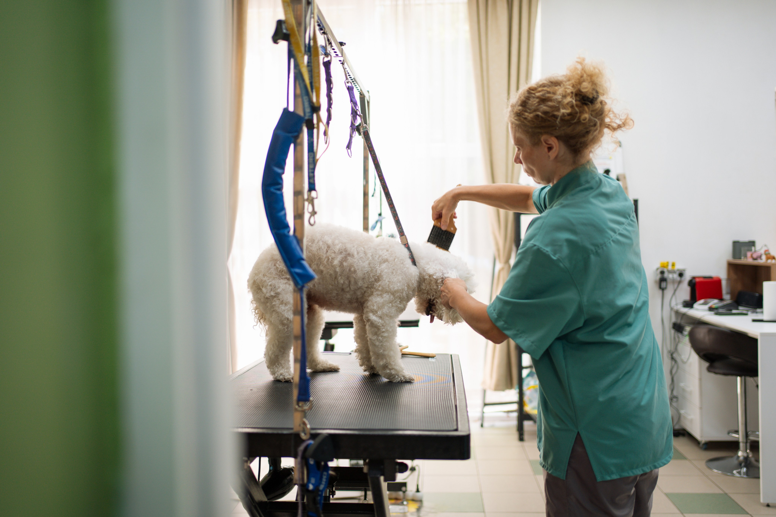 PetGroom Timisoara. Cozac Cristian Photographer