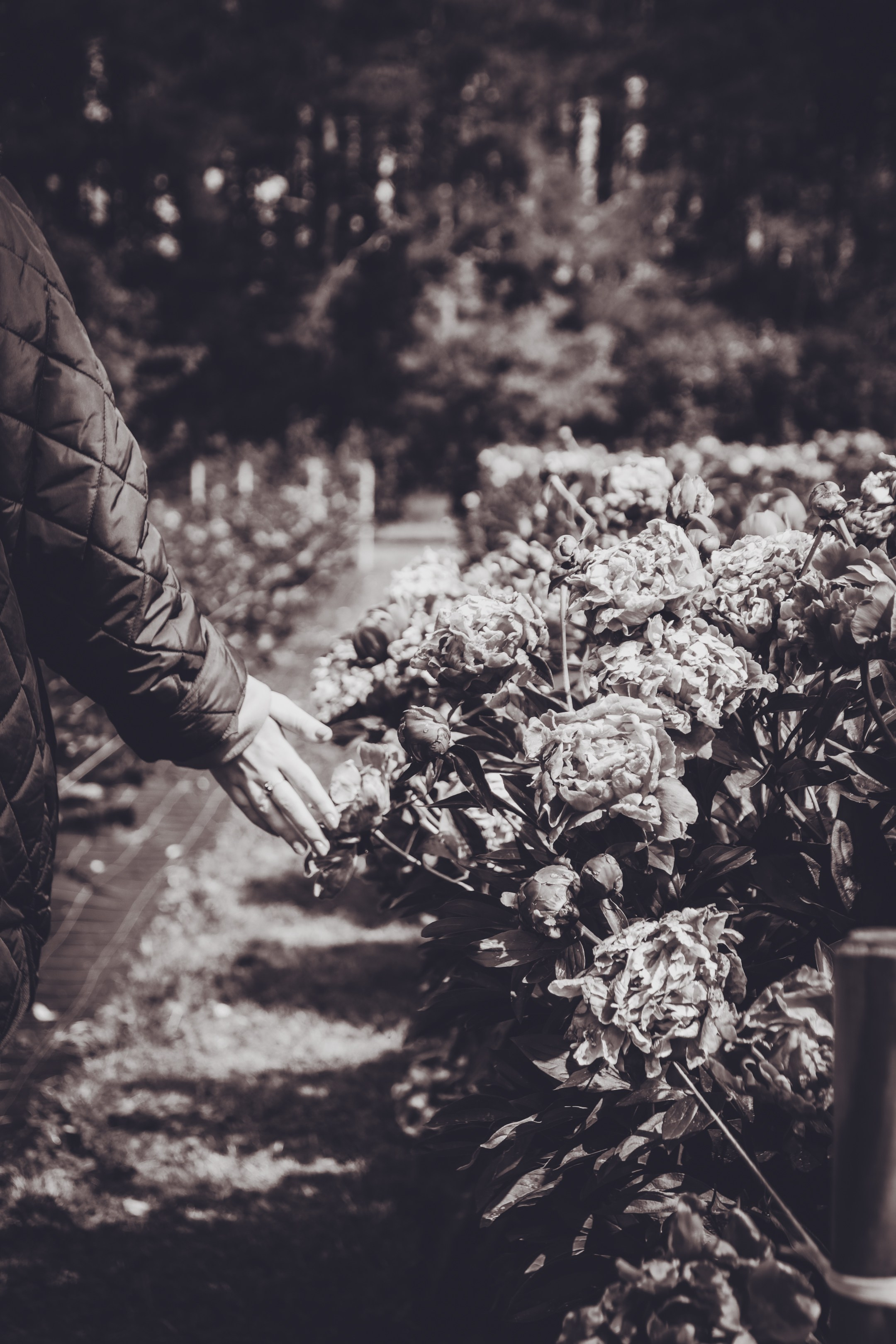 Saaremaa, reis (Nika A.). Nebula 25 — Fotod teie hingele