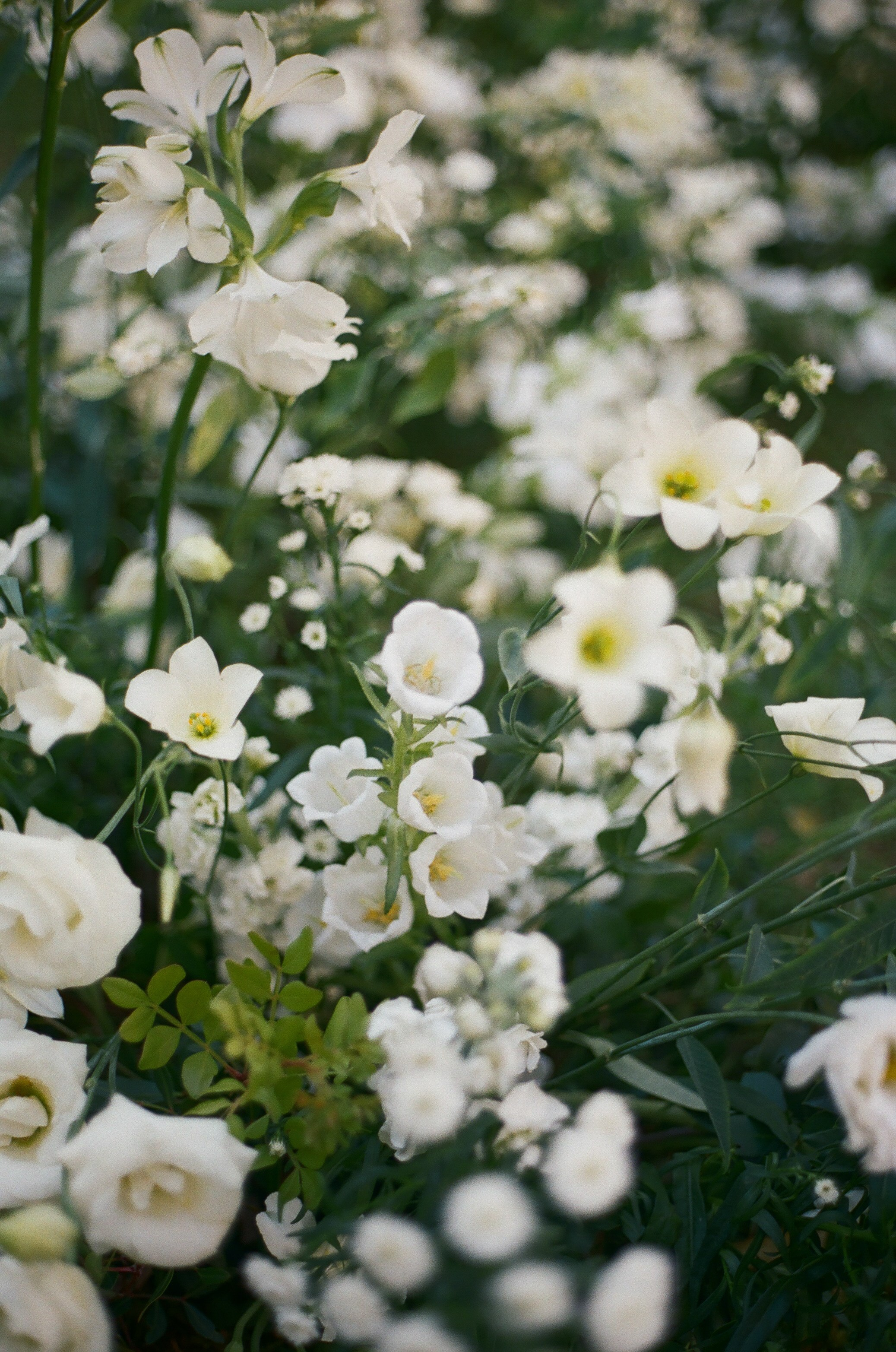Mitcell&Melanie film. Свадебный фотограф Виктория Саврук