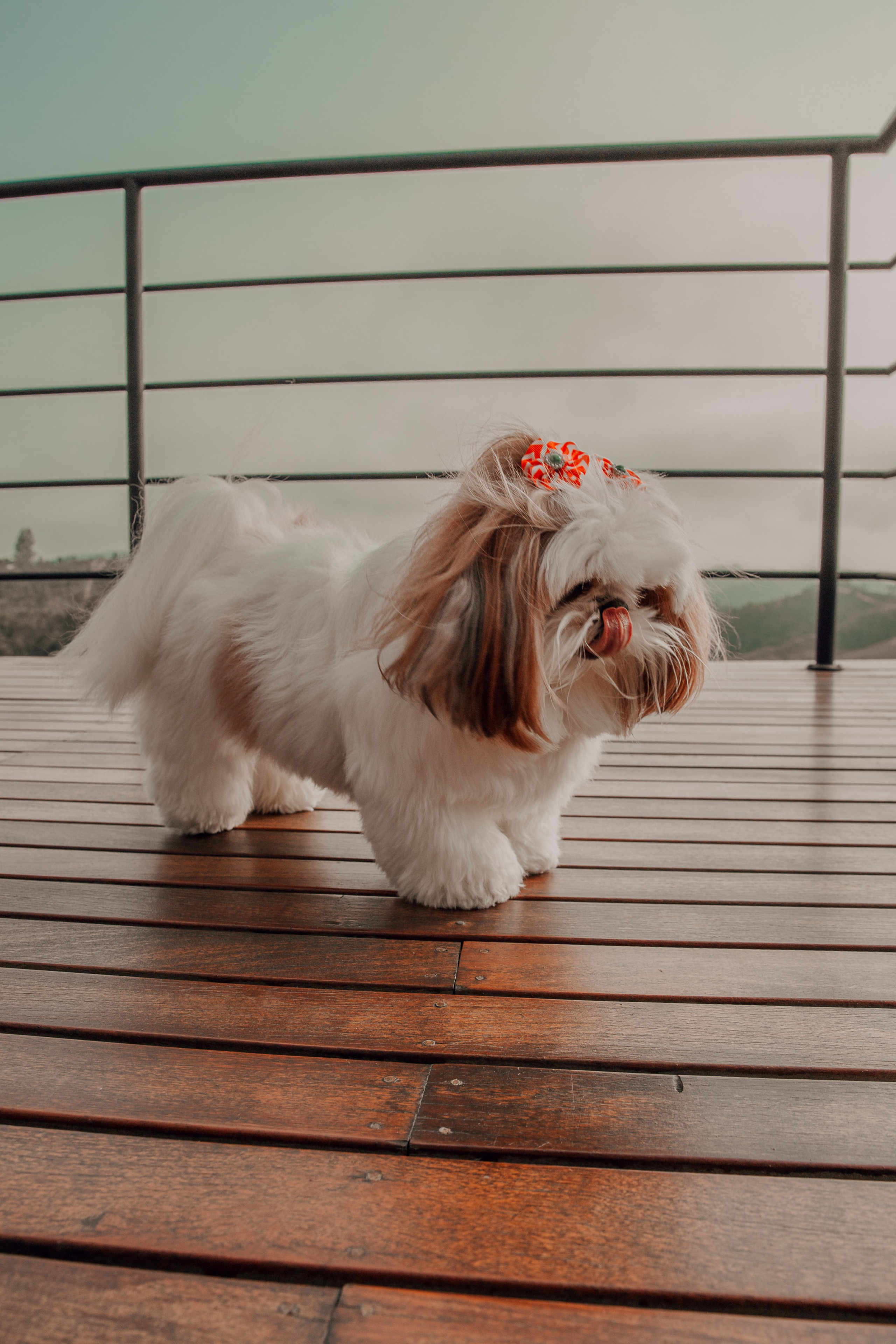 Retratos e Corporativo. Thiago Chinellato