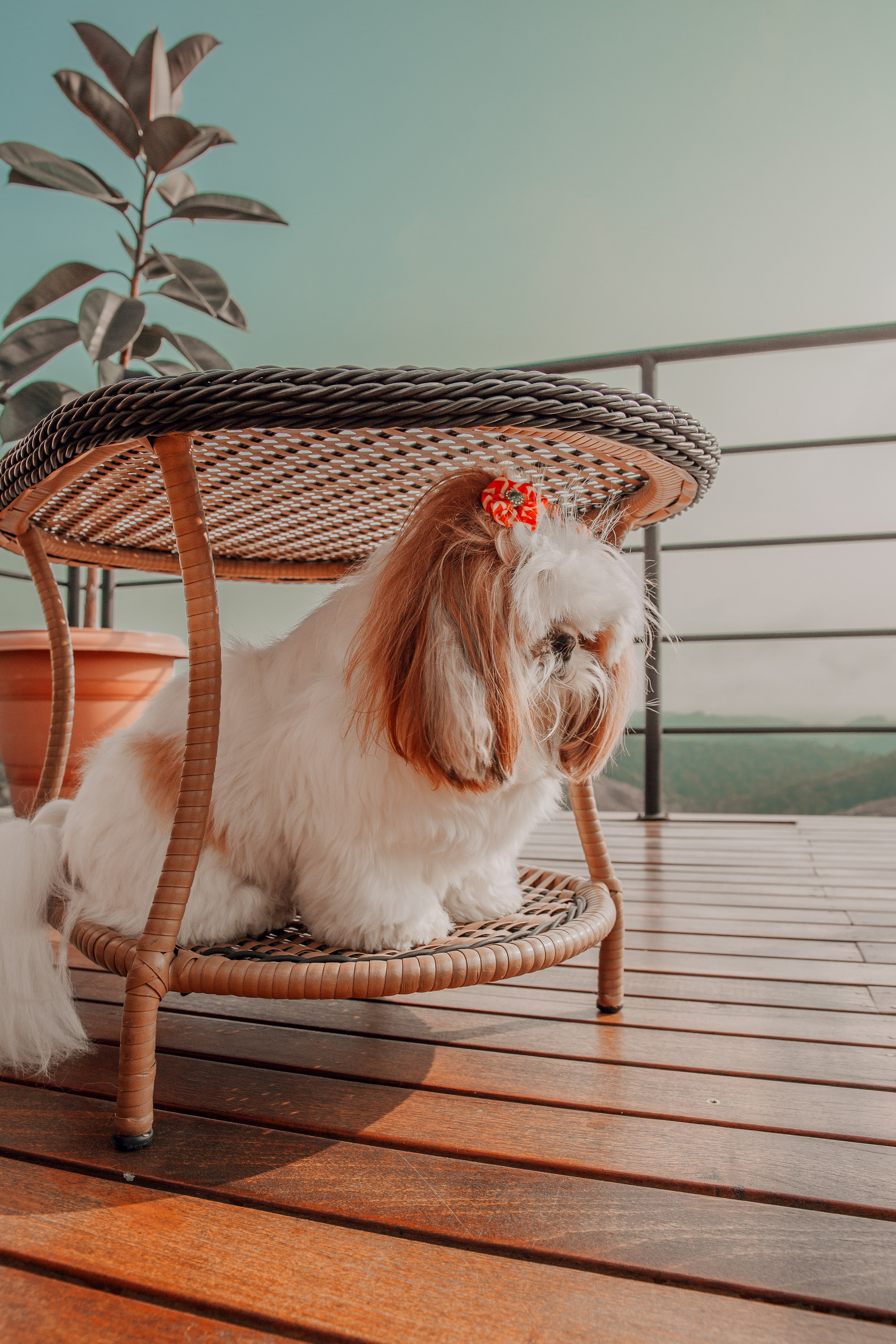 Retratos e Corporativo. Thiago Chinellato