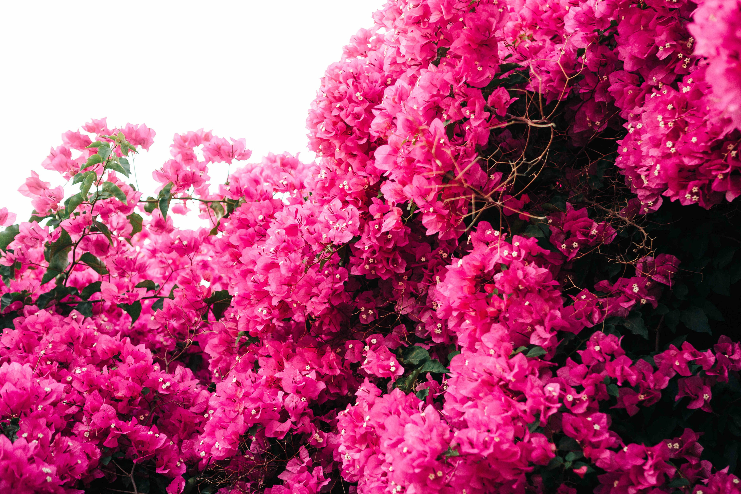 SWEET MORNING. PHOTOGRAPHER IN ISRAEL