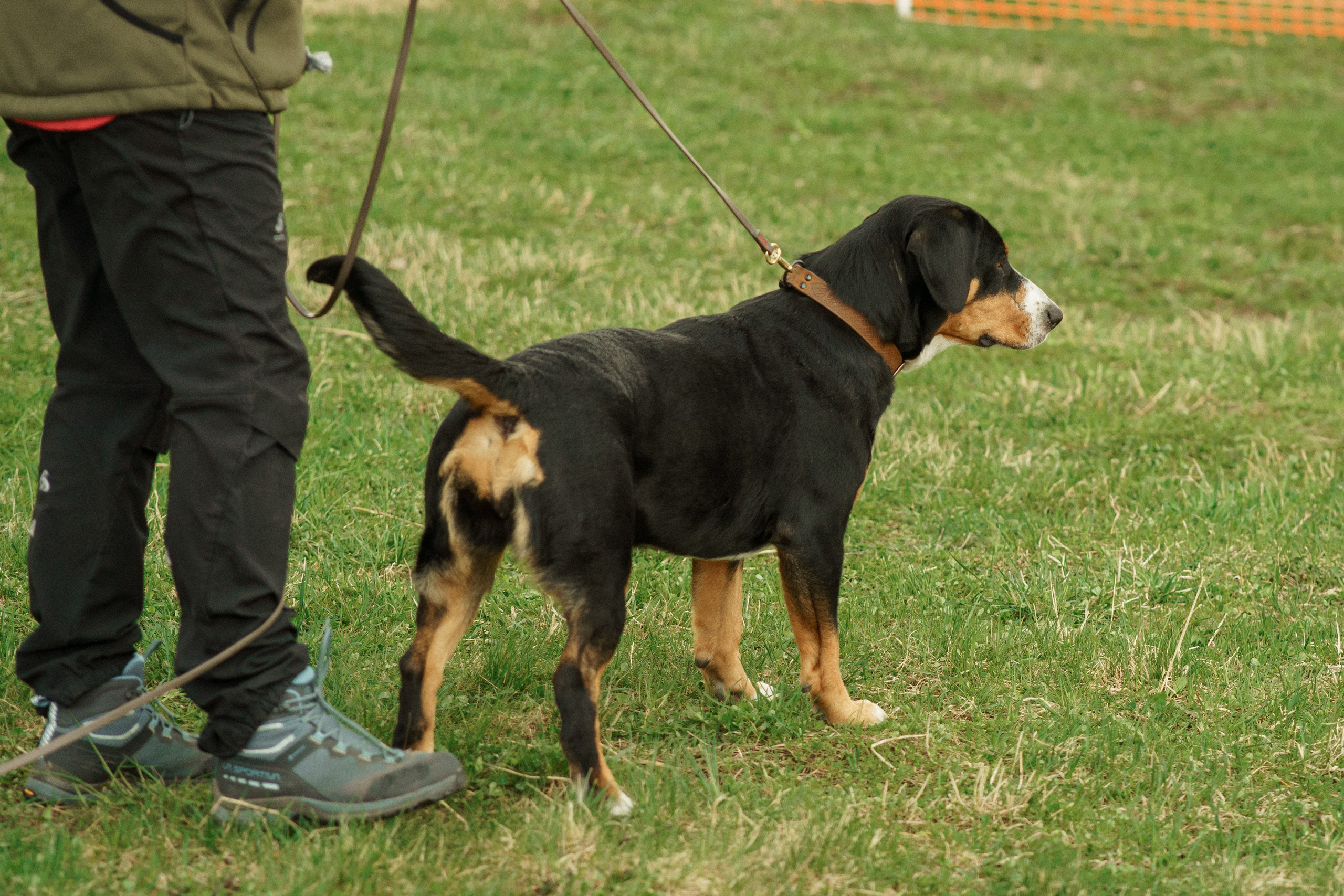 Herding Days, 26 apr. 2025. Kat Laisaar — Pet photographer in Tallinn