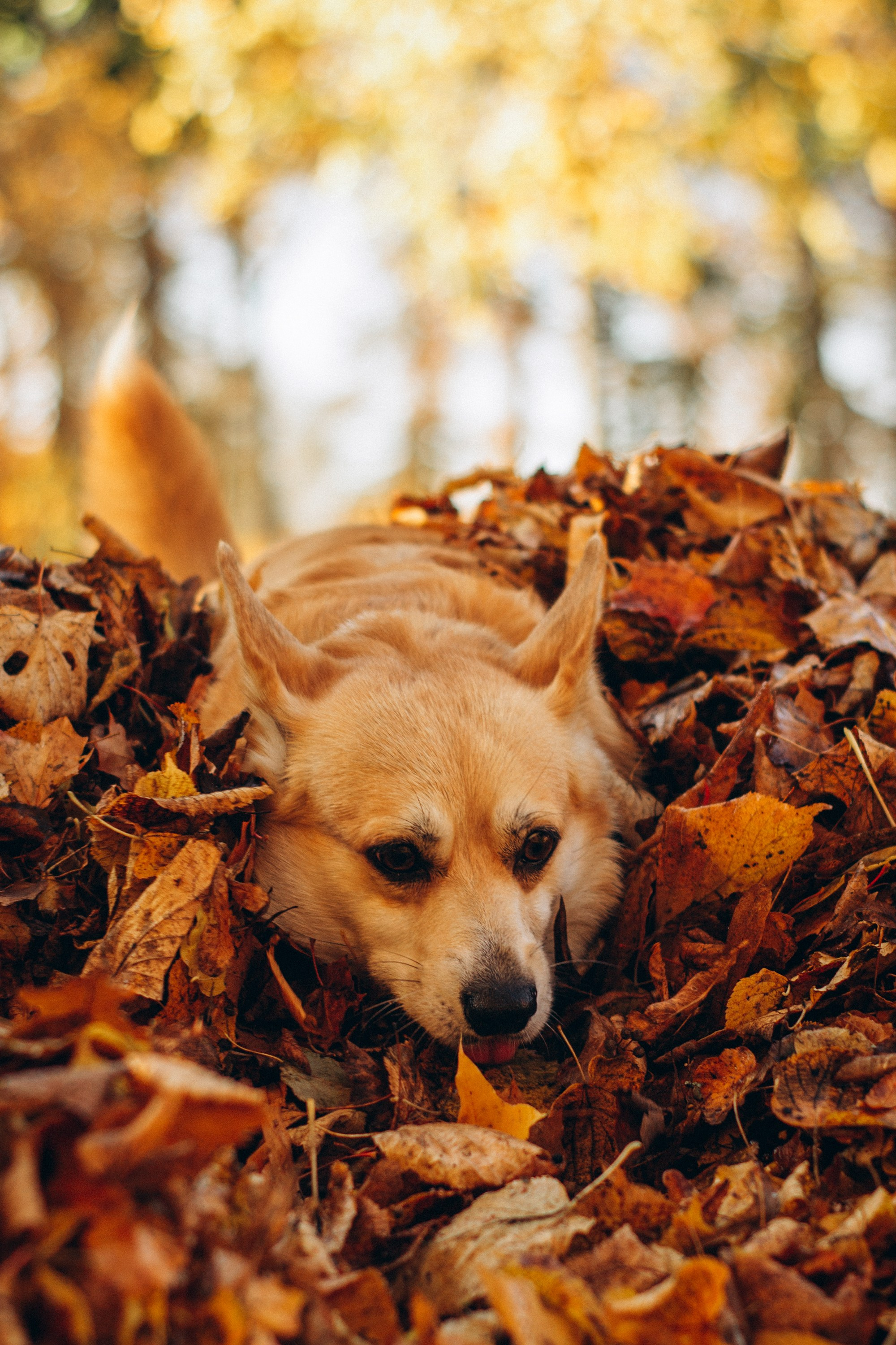 Irina and her Teffy, Pembroke Welsh Corgi. Kat Laisaar — Pet photographer in Tallinn