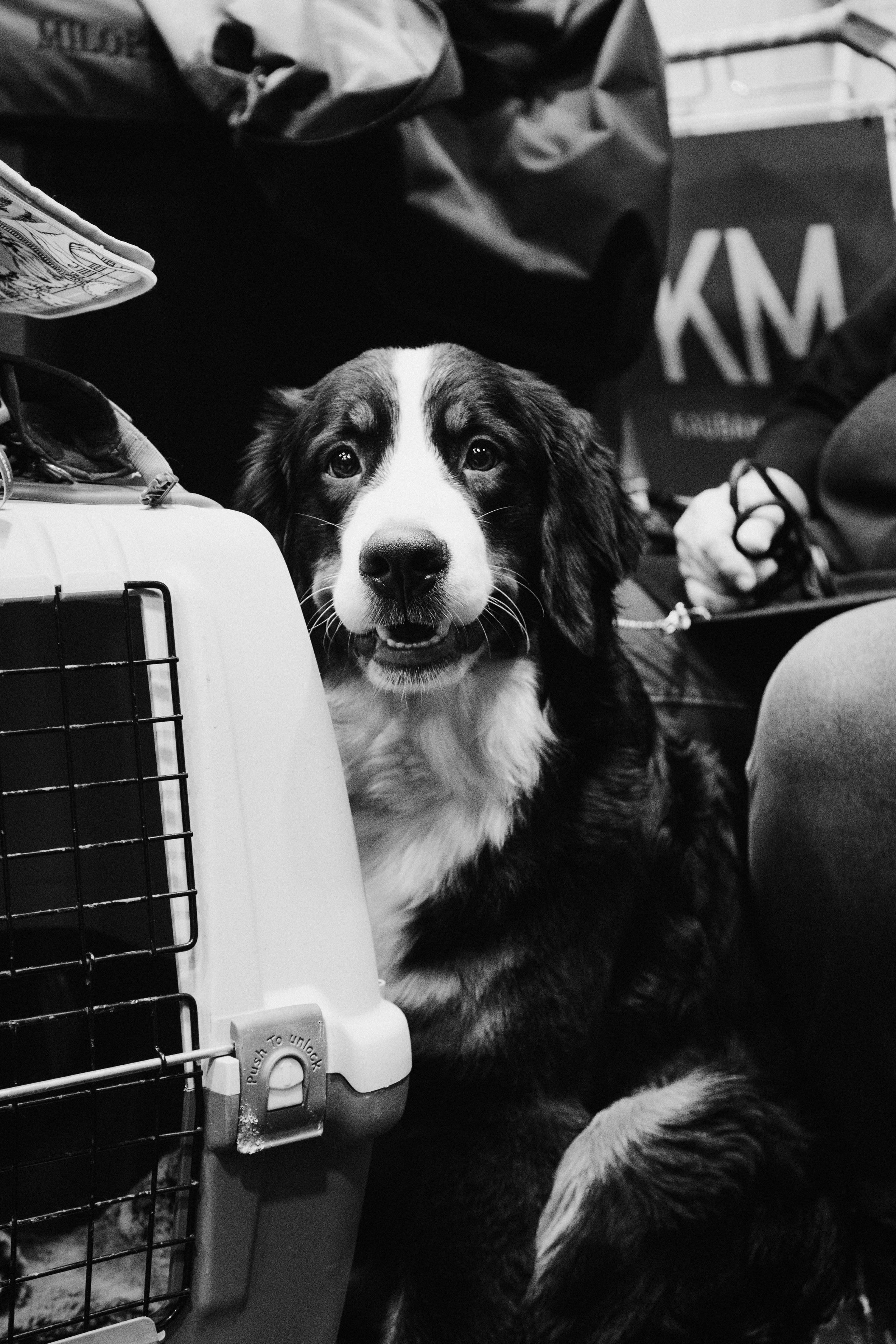 Pärnu dog weekend photo report. Kat Laisaar — Pet photographer in Tallinn