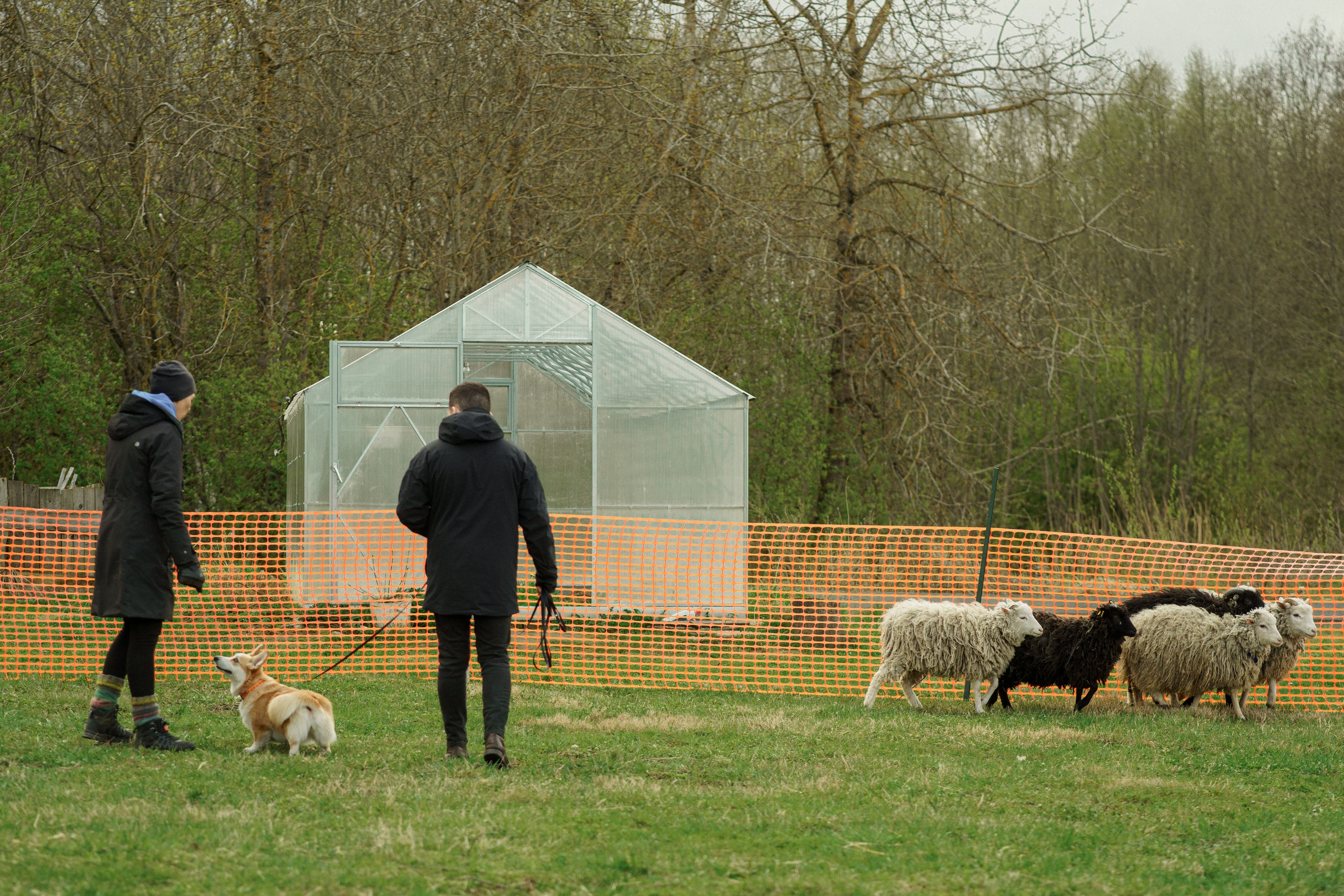 Herding Days, 26 apr. 2025. Kat Laisaar — Pet photographer in Tallinn