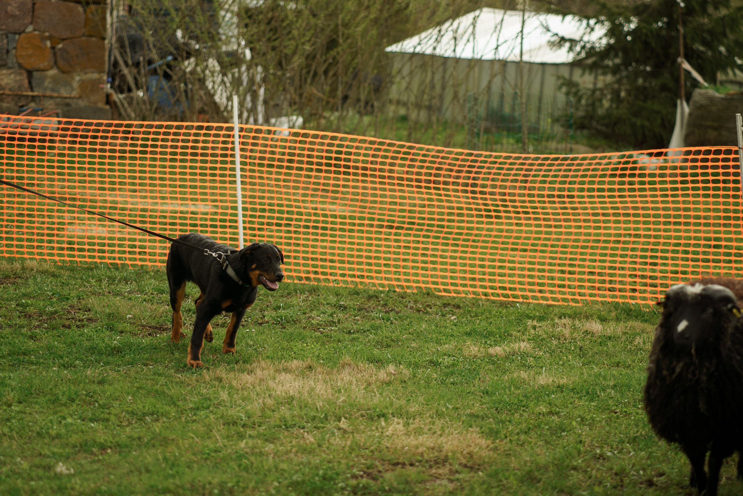 Herding Days, 26 apr. 2025. Kat Laisaar — Pet photographer in Tallinn