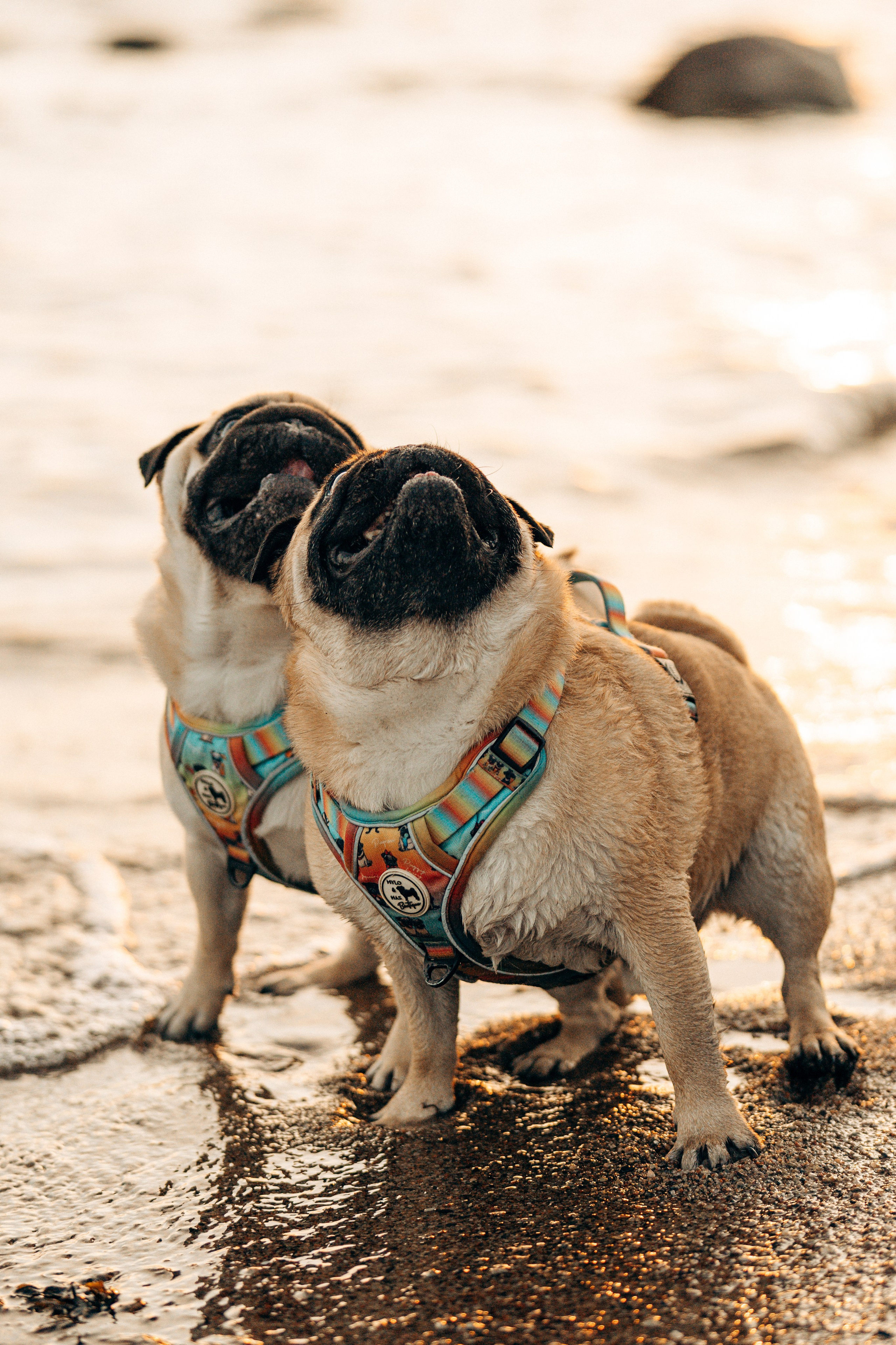 Frank, Tony, Katerina & Lev. Kat Laisaar — Pet photographer in Tallinn