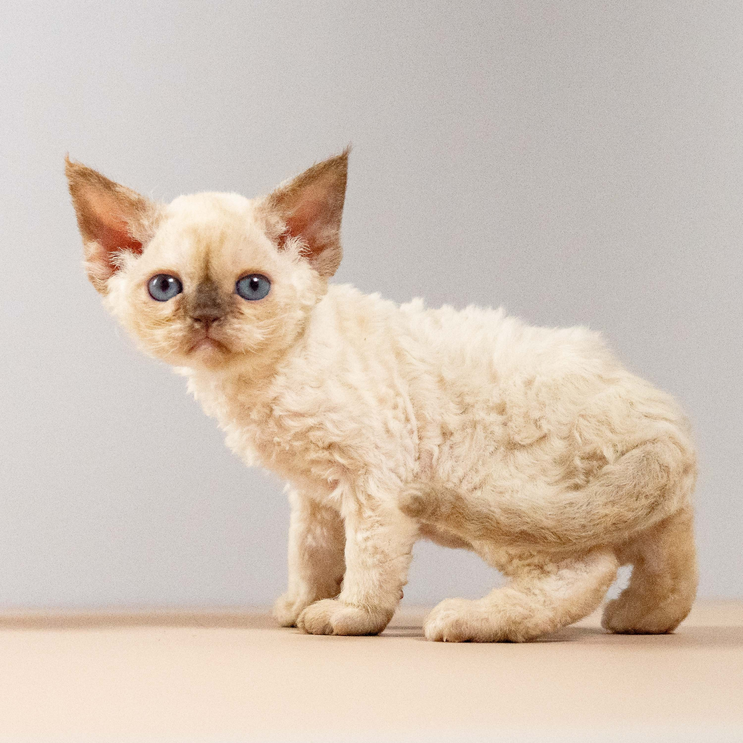 Luna, girl, born 12.20.2025. Devon Rex Pixie Cattery