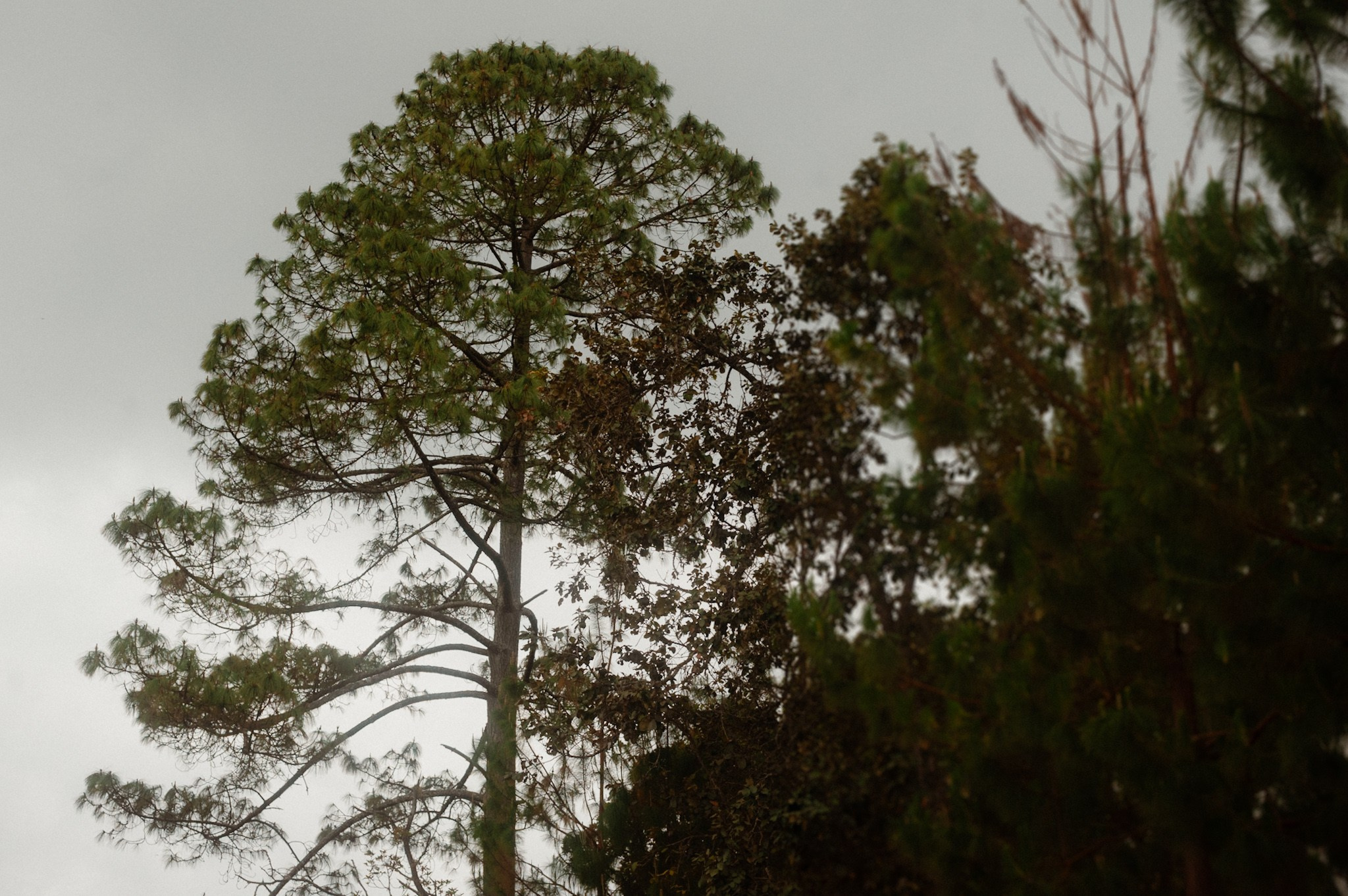 Bosques de San Cristóbal. 2025. Fotógrafo en Villahermosa | ERALPUCHE