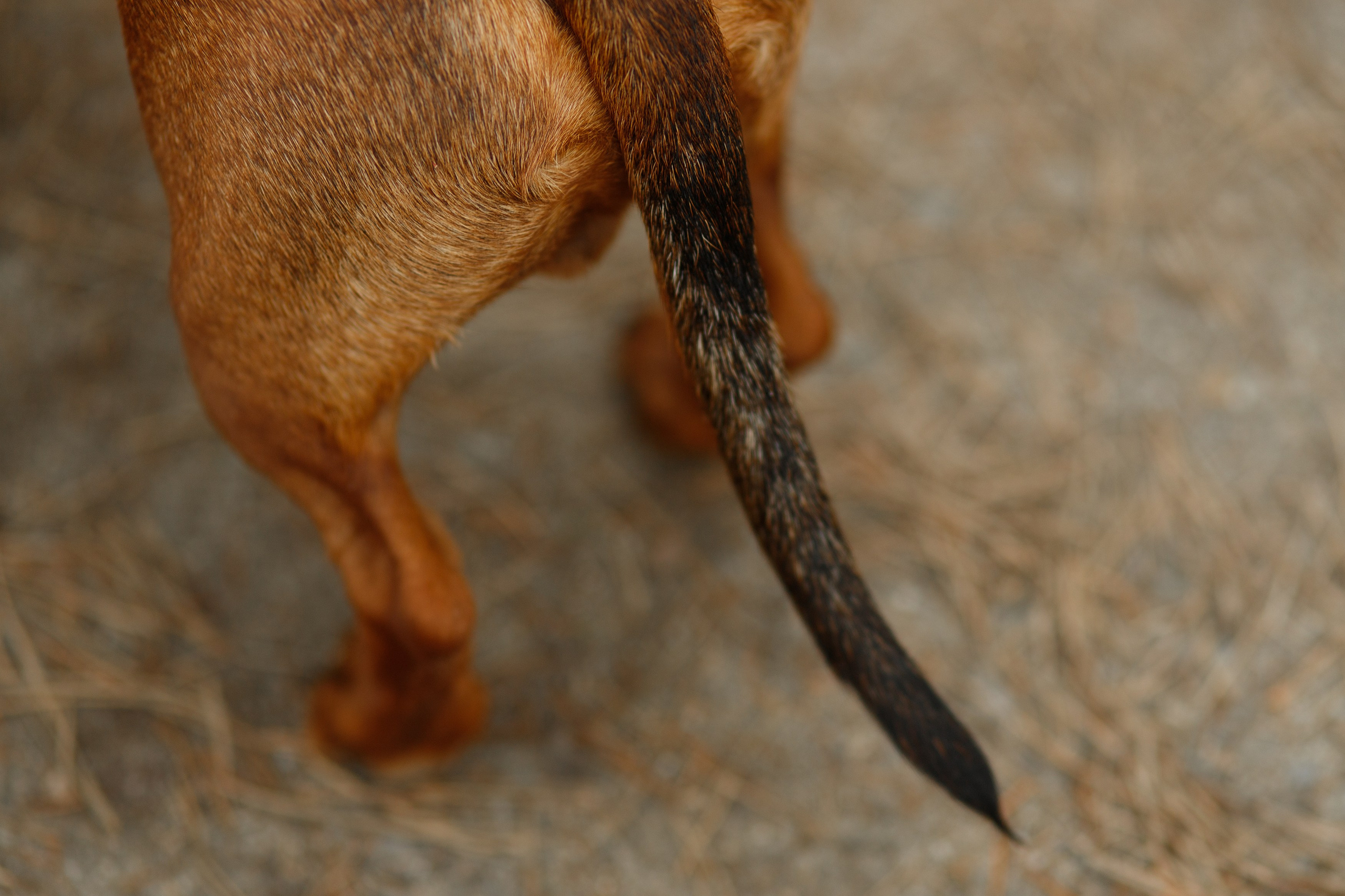 Ania, Franek & Vincent. Kaja | fotograf psów we Wrocławiu
