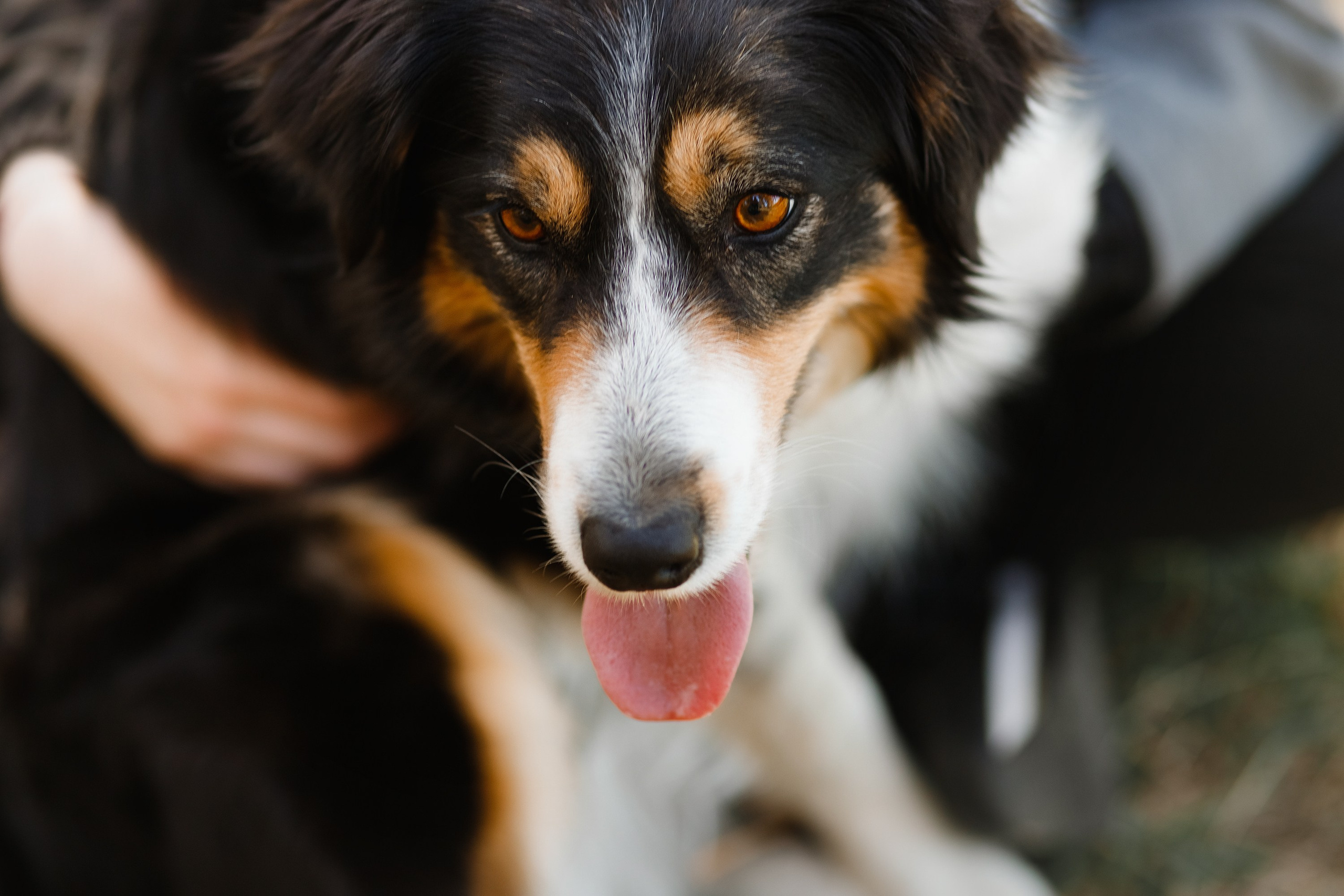 Dog trainer blog content. Kaja | fotograf we Wrocławiu | ludzie i psy