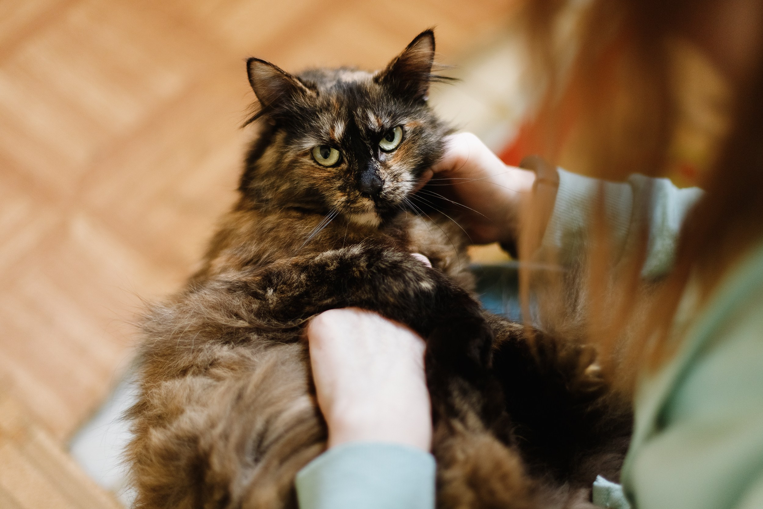 Shelter's cats for adoption. Kaja | fotograf we Wrocławiu | ludzie i psy