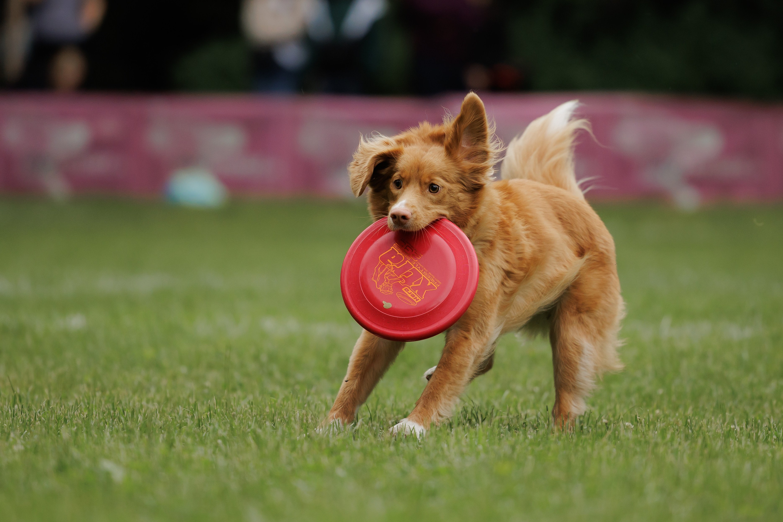 Latające psy, Wrocław'25. Kaja | fotograf psów we Wrocławiu