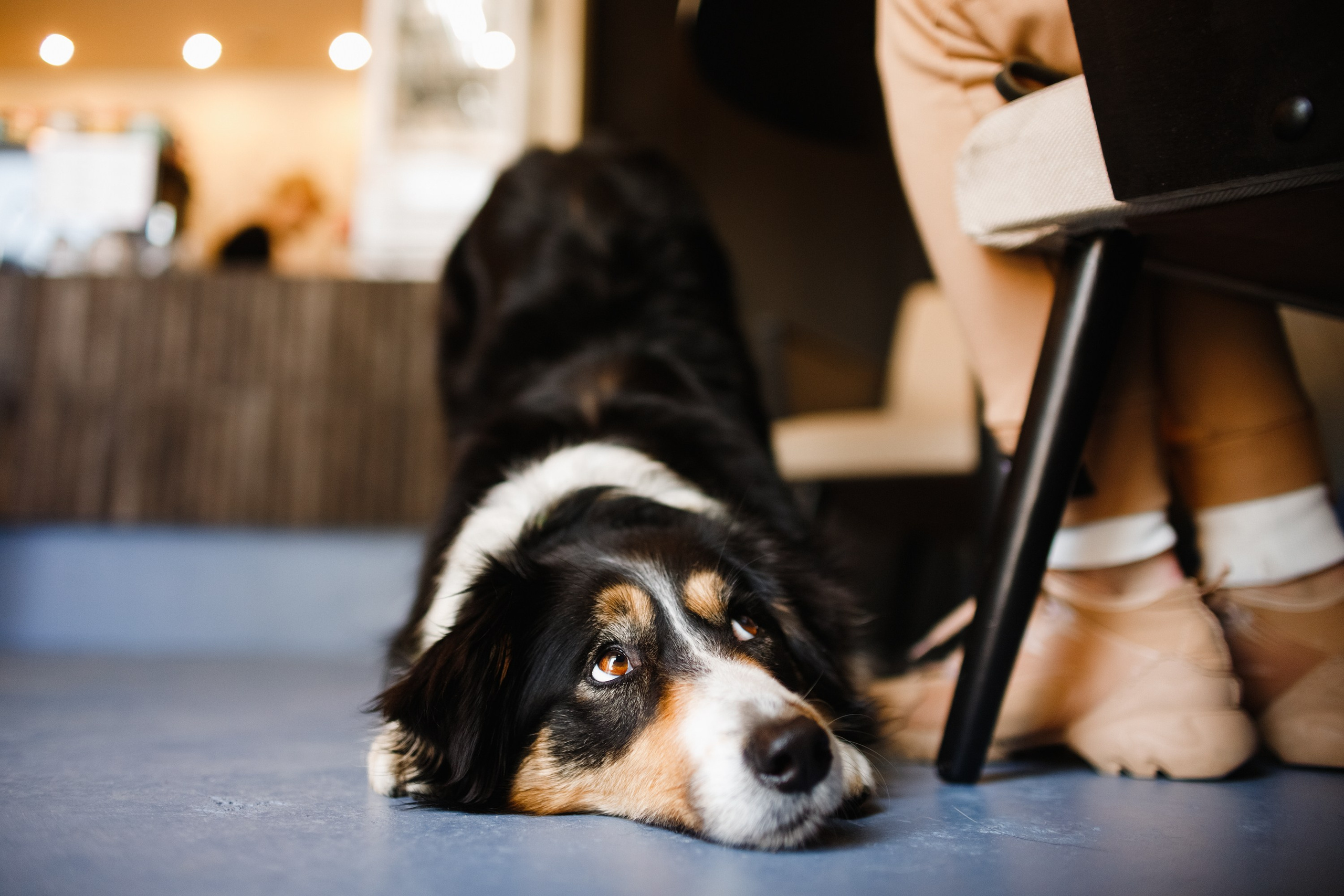 Dog trainer blog content. Kaja | fotograf we Wrocławiu | ludzie i psy