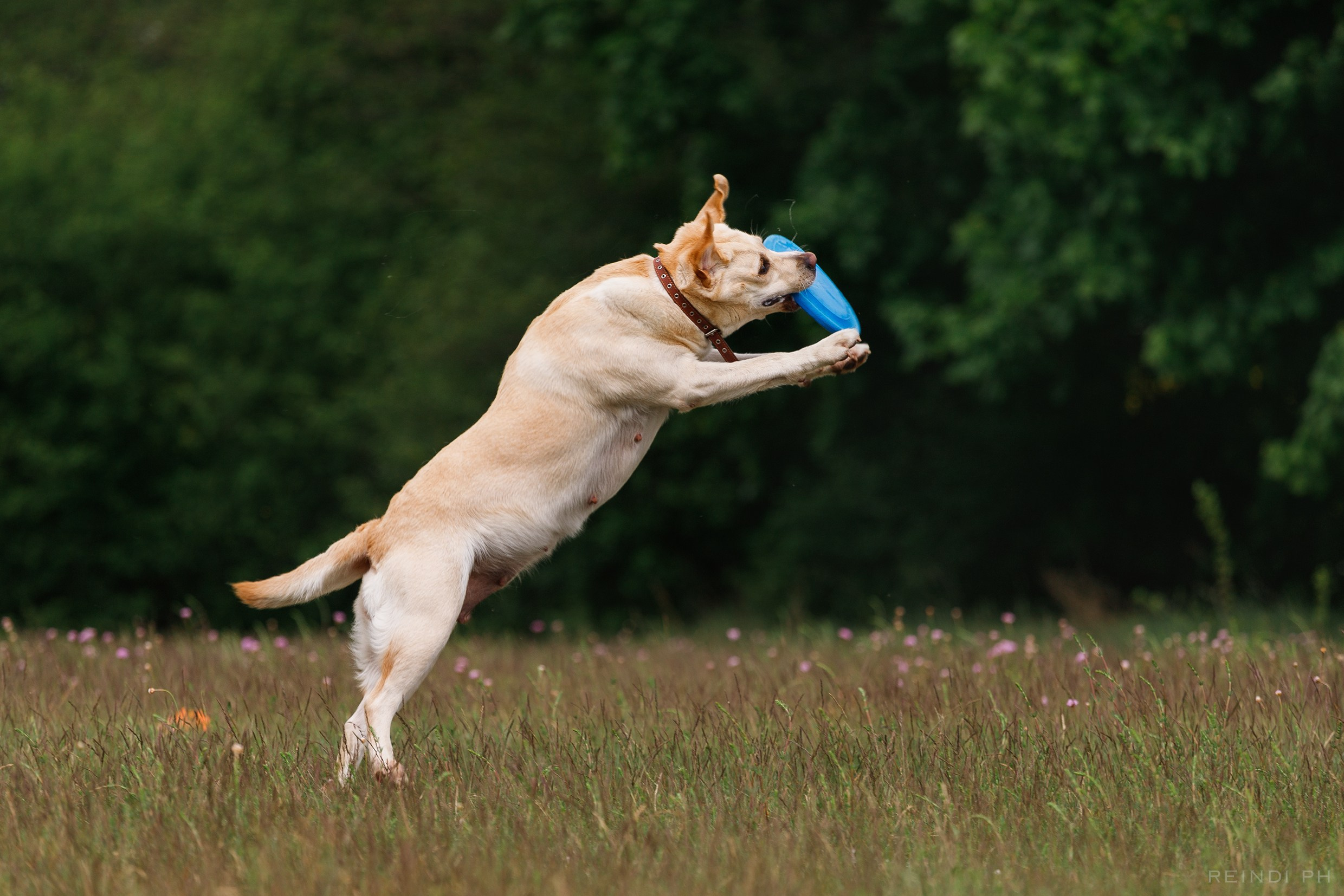 Dog frisbee championship | summer. Kaja | fotograf we Wrocławiu | ludzie i psy