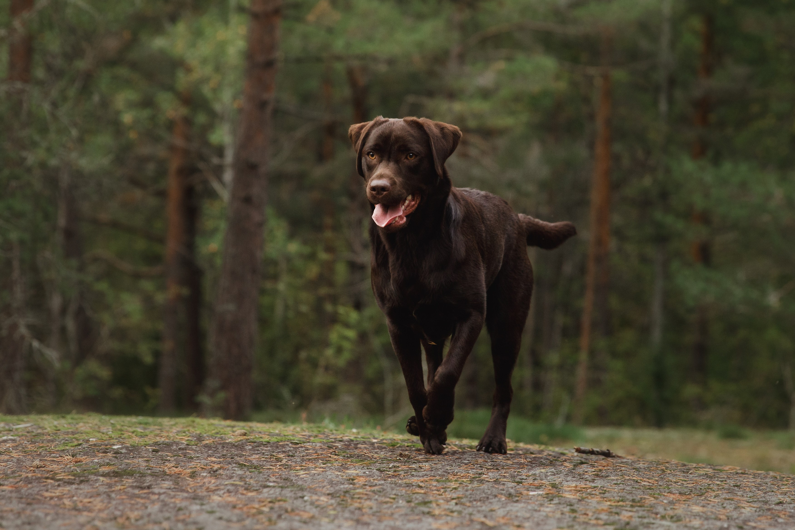 Finnish mossy hills. Kaja | fotograf psów we Wrocławiu