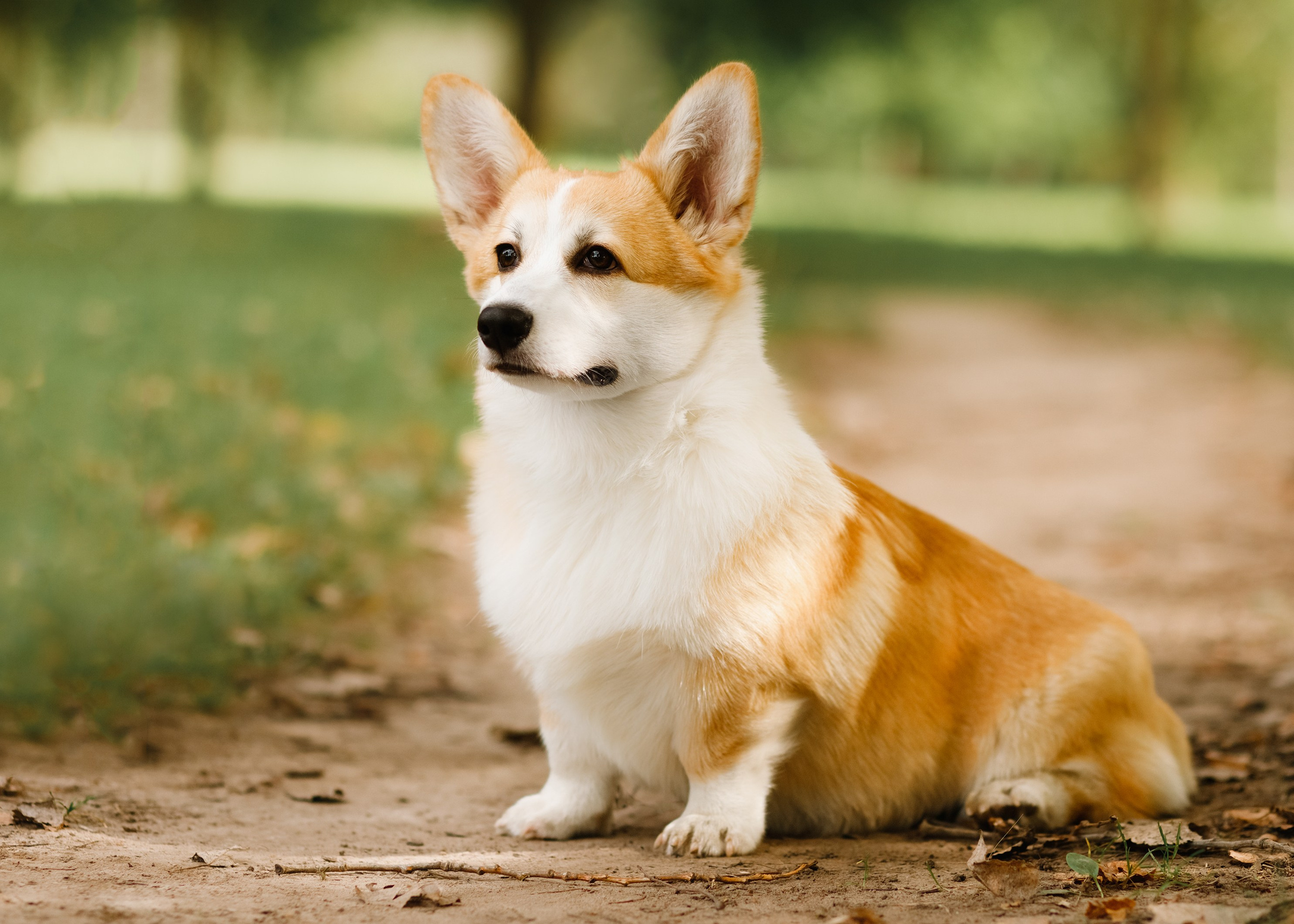 Summer photo day for dog handler. Kaja | fotograf we Wrocławiu | ludzie i psy