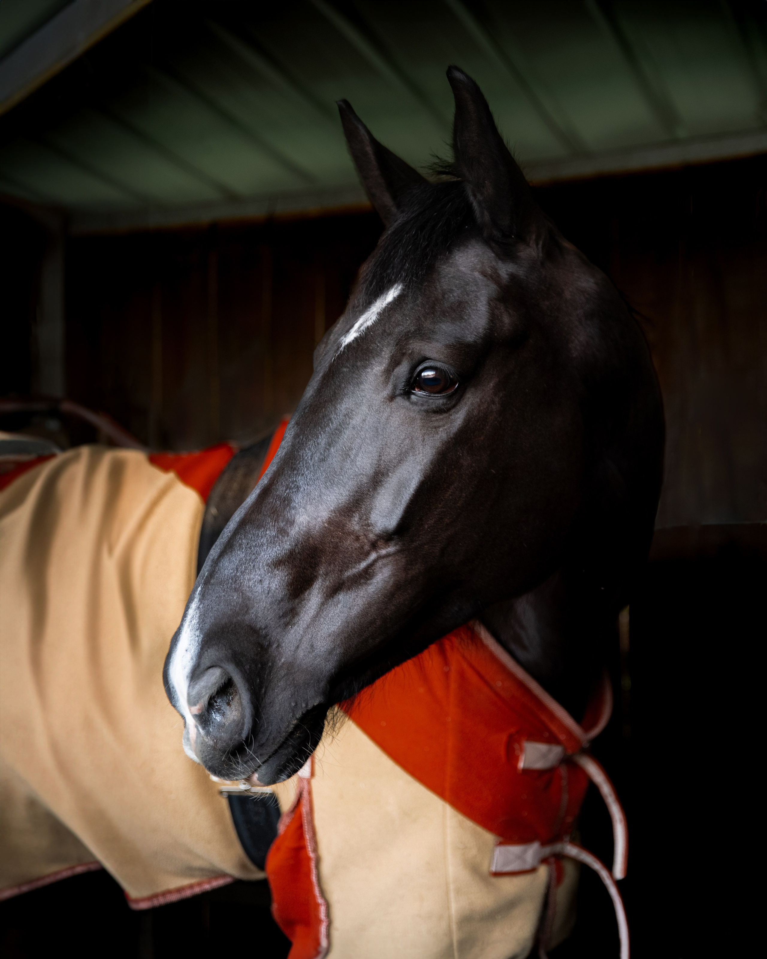 HORSES. Anastasiia Antoniuk portrait, family and couple photographer, Portugal