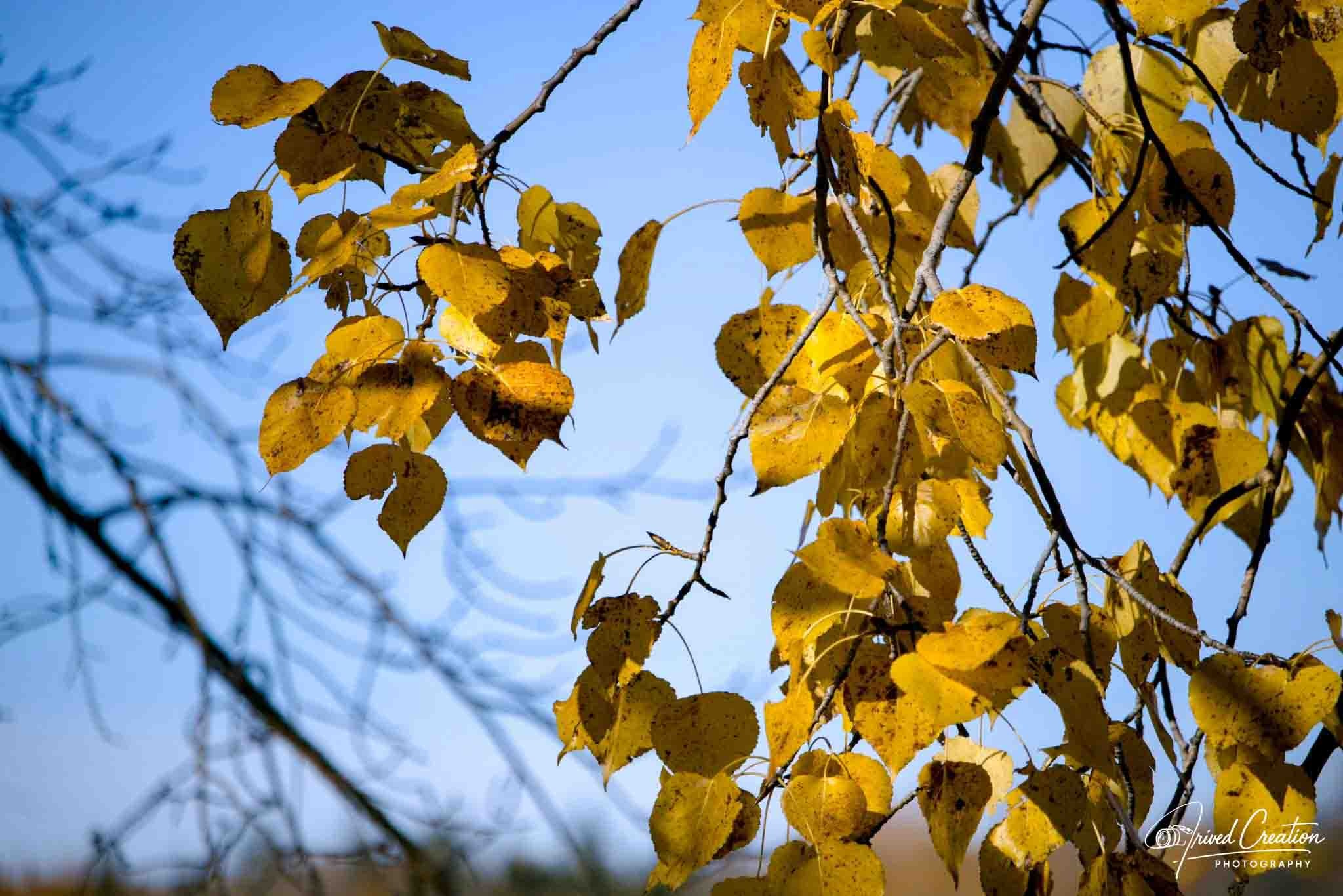 Landscape & Nature. Prived Creation