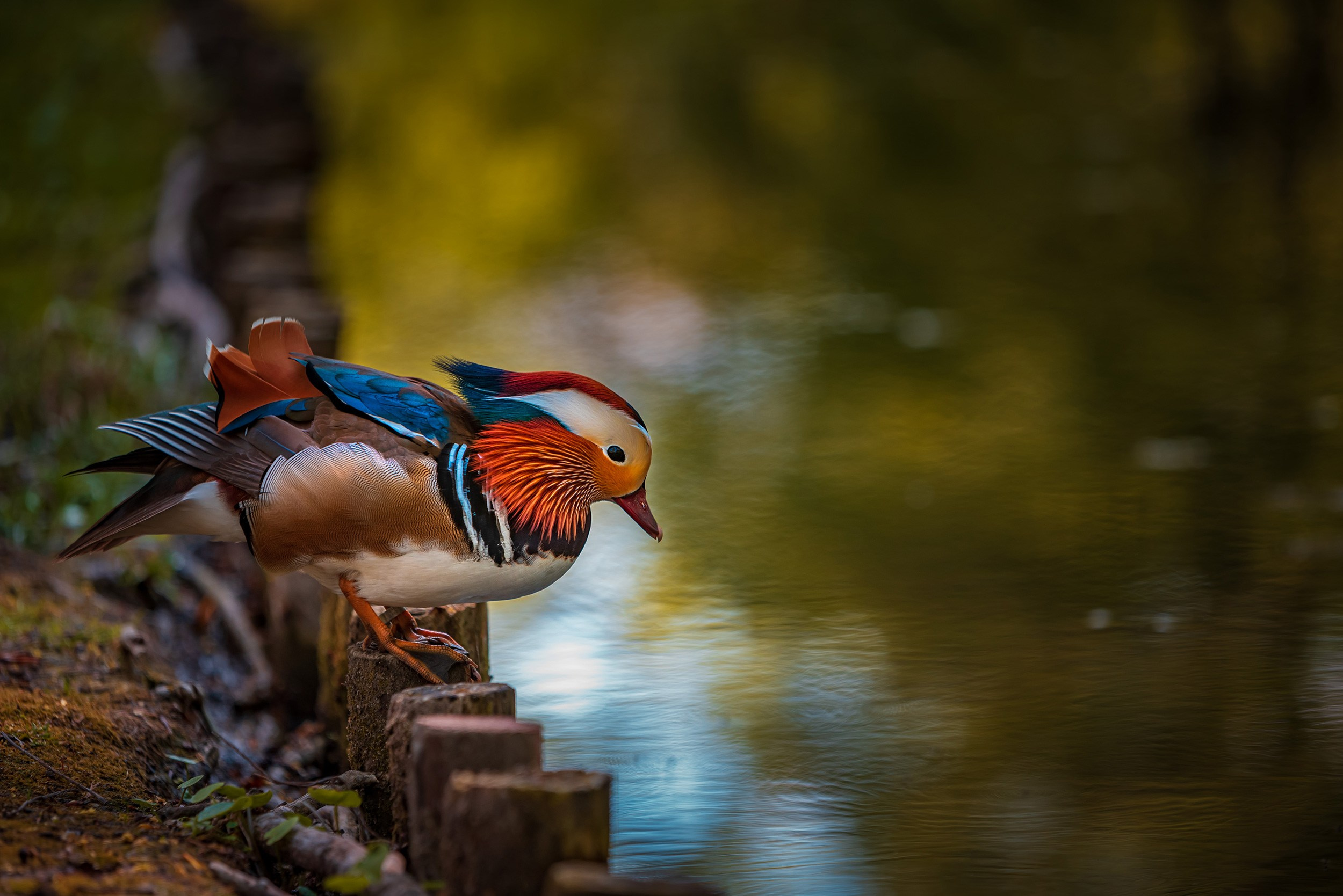 Royal Baths Park — Warsaw. Photographer in Yerevan