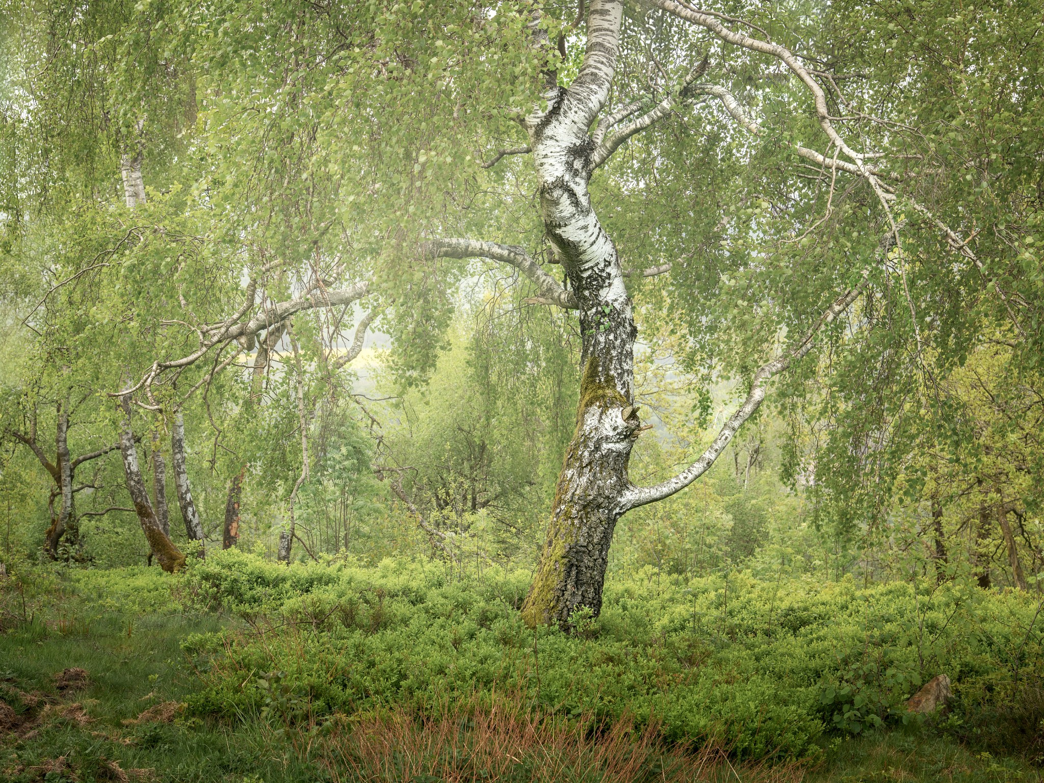 Woodlands. Nature Photographer and Videographer from Germany