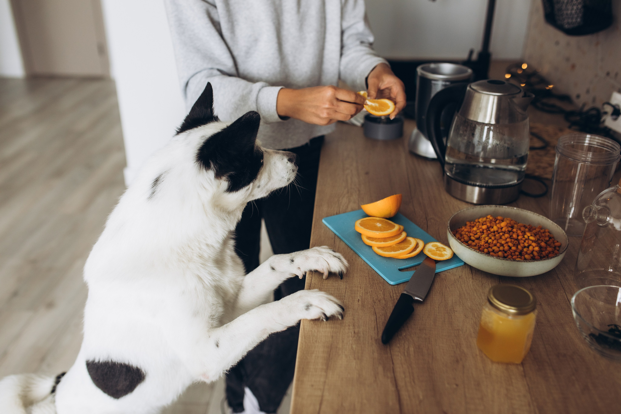 Kate&Tesla. Семейный фотограф в Кишинёве Пулькина Ольга