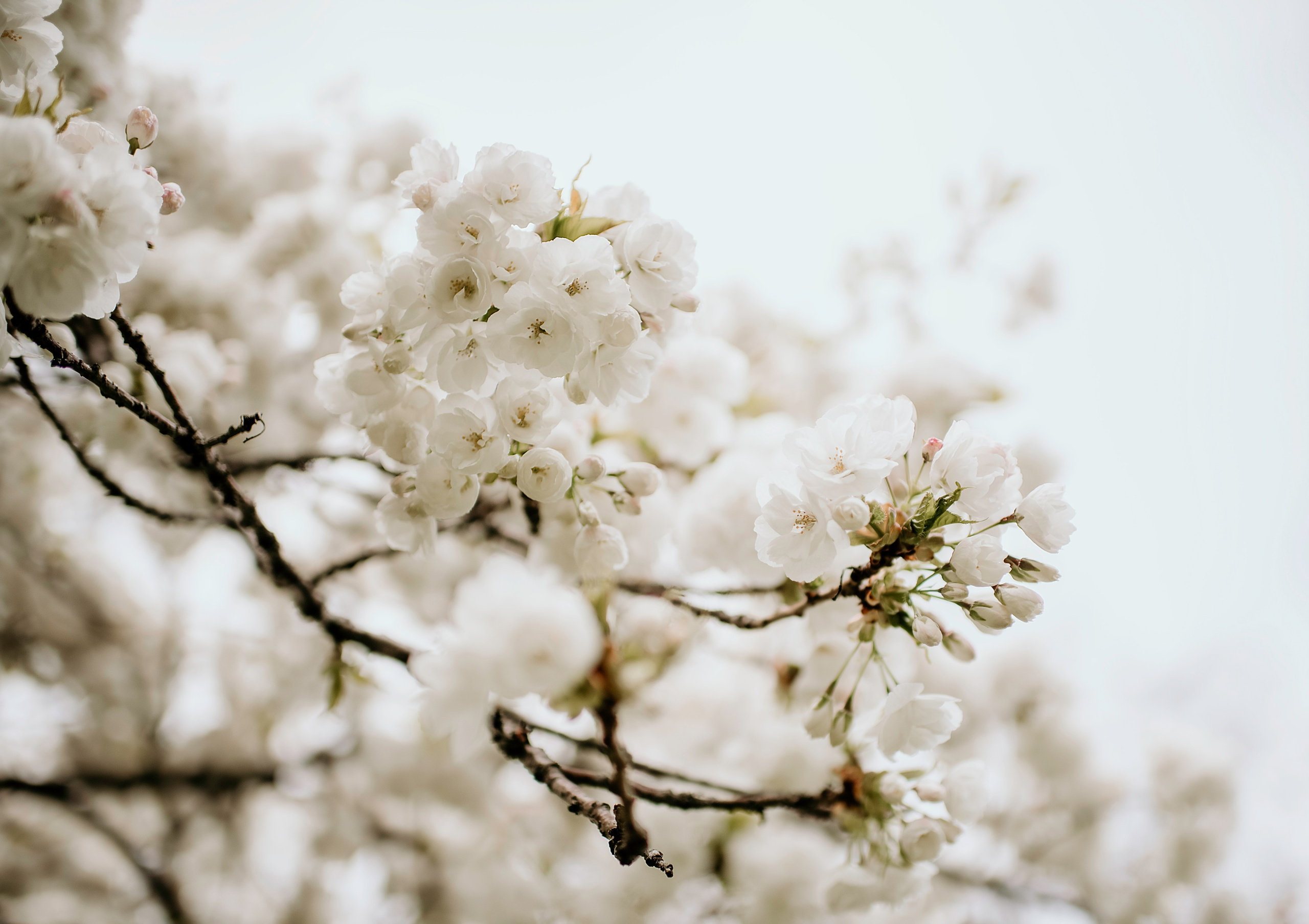 Niki. Newborn, pregnancy, family photographer in New Jersey