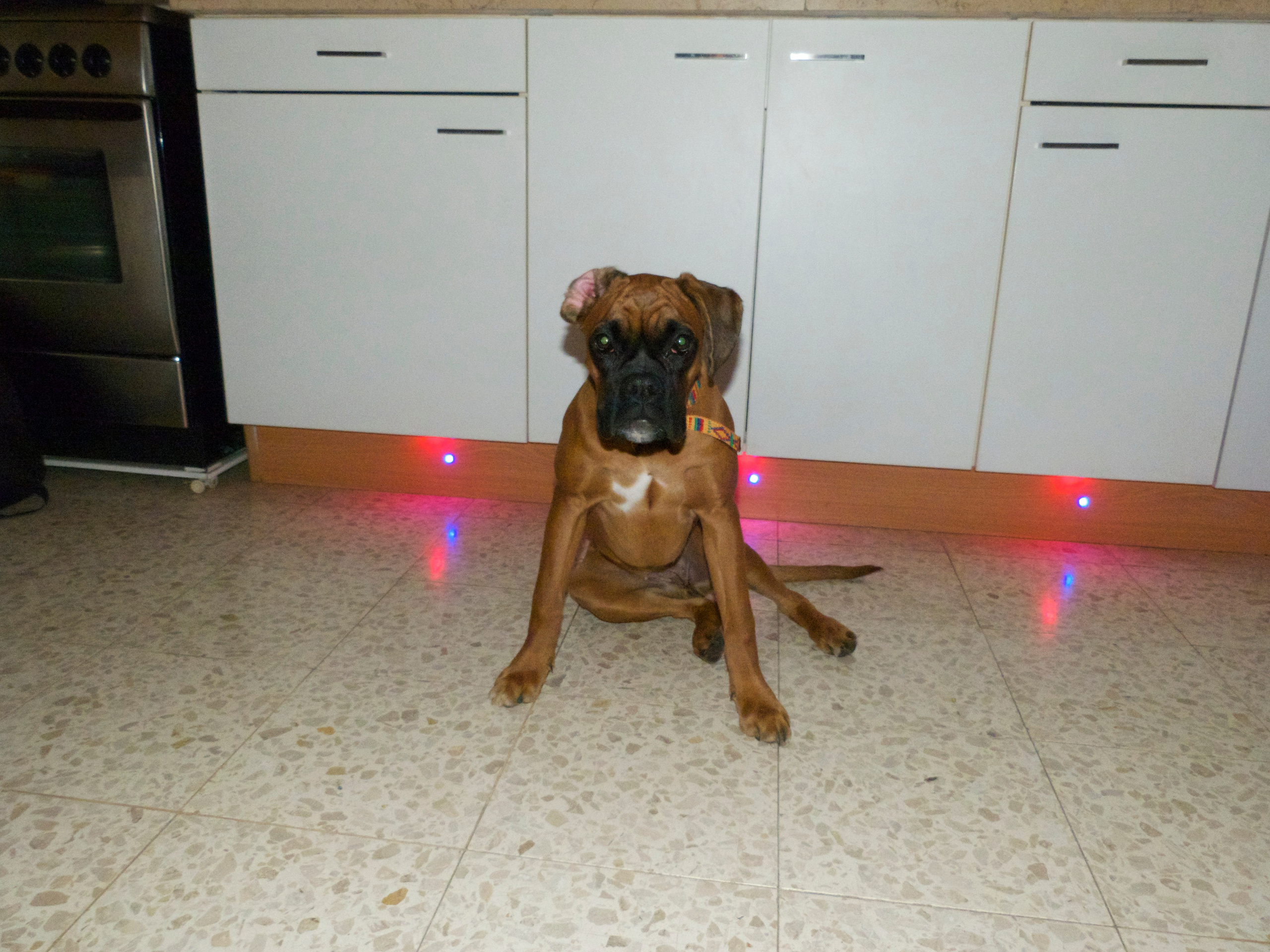 My ״Star״ Boxer Dog