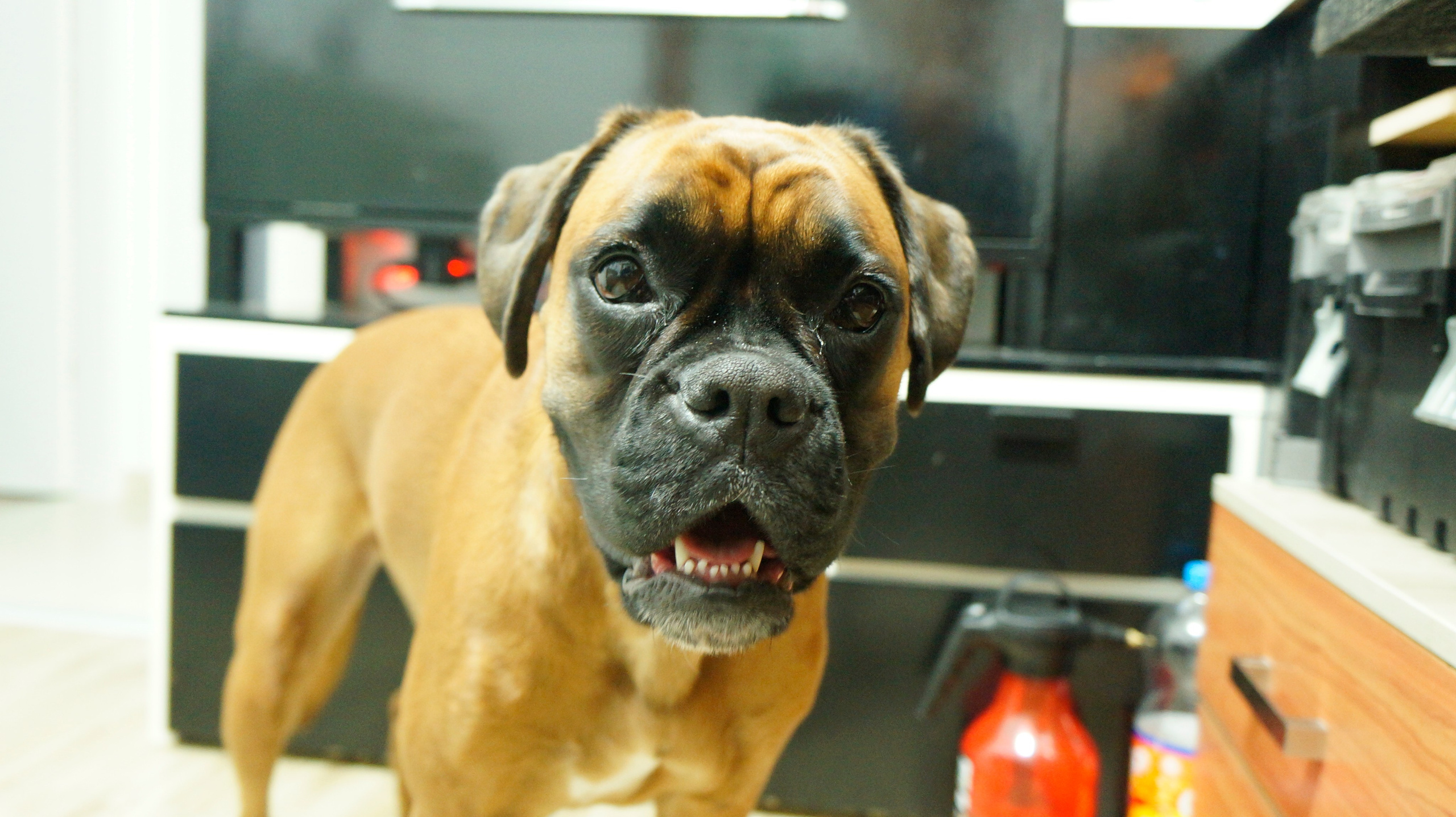 My ״Star״ Boxer Dog