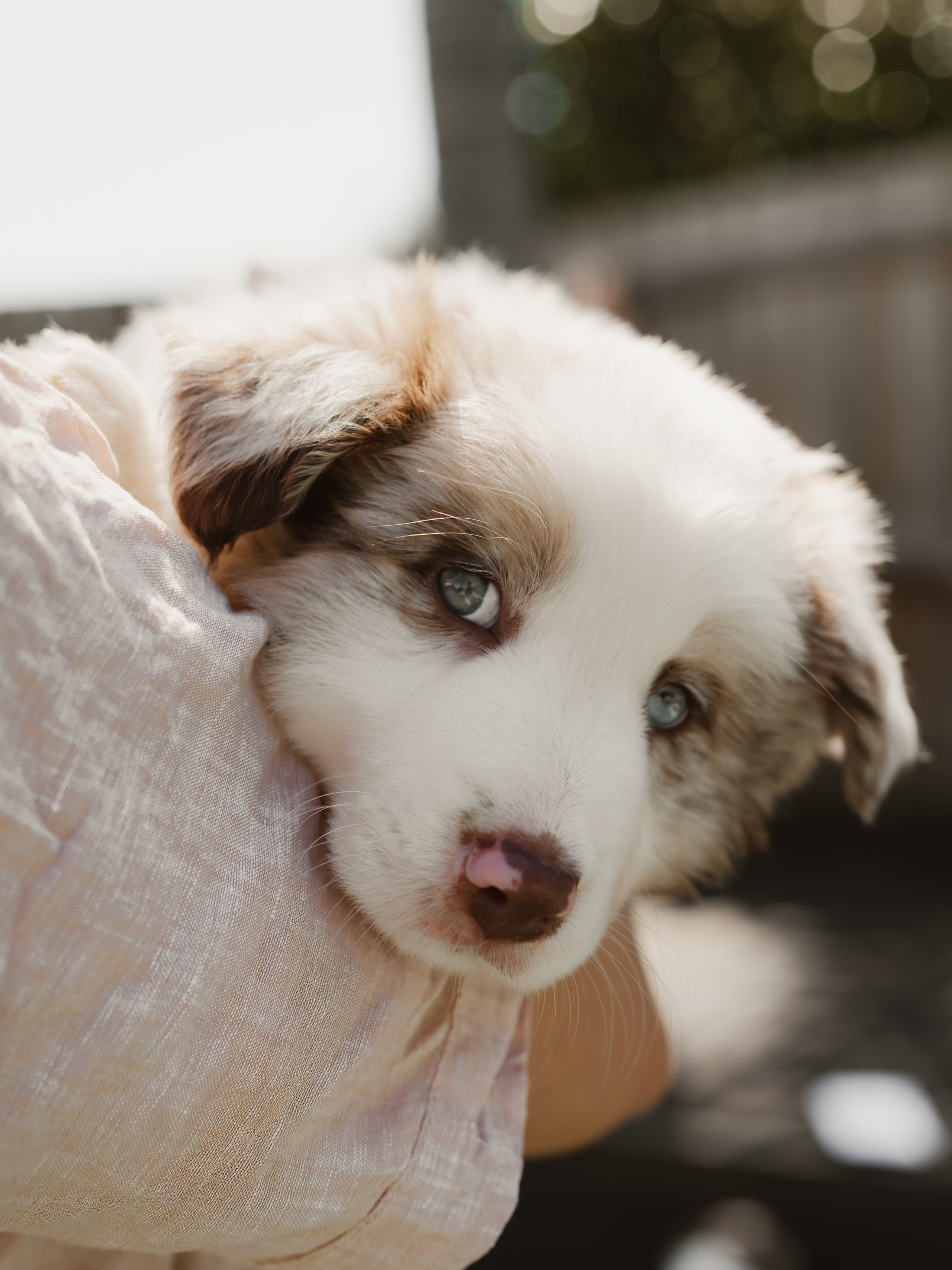 Goldies Collies — Pups. Natural and candid photography Jean Santiago