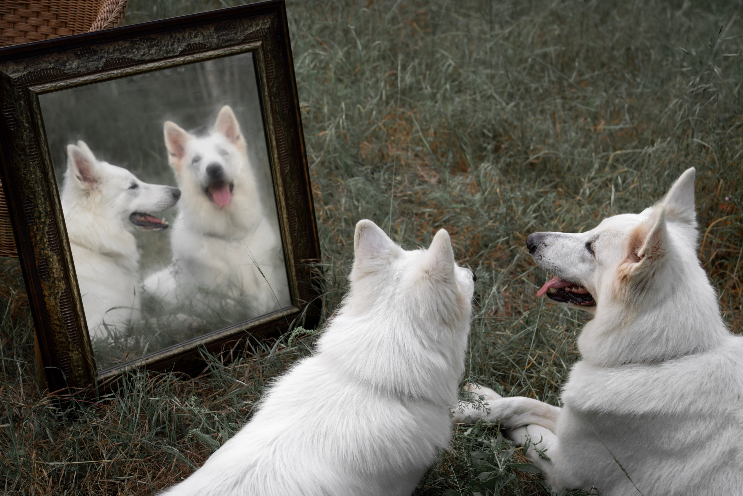 Шельга и Шегги. Главное меню