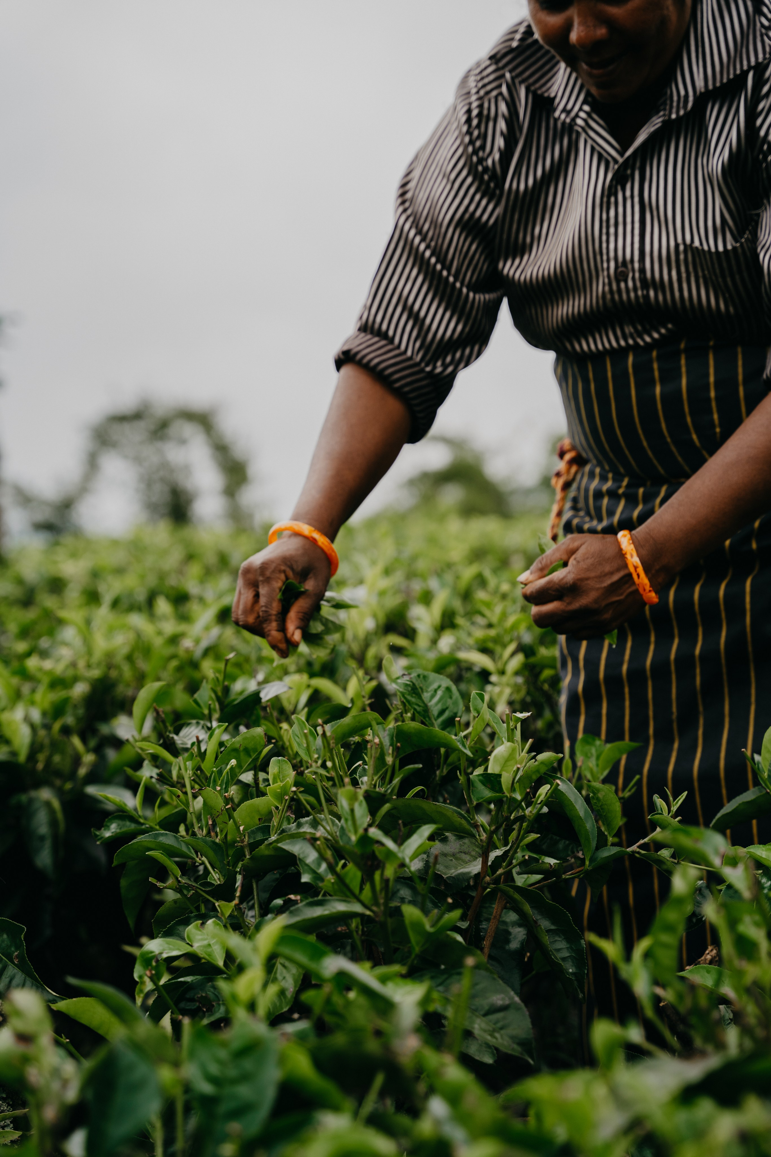 Relais & Châteaux, Tea Trails, Sri Lanka. Editorial photographer Yuliya Drazdovich
