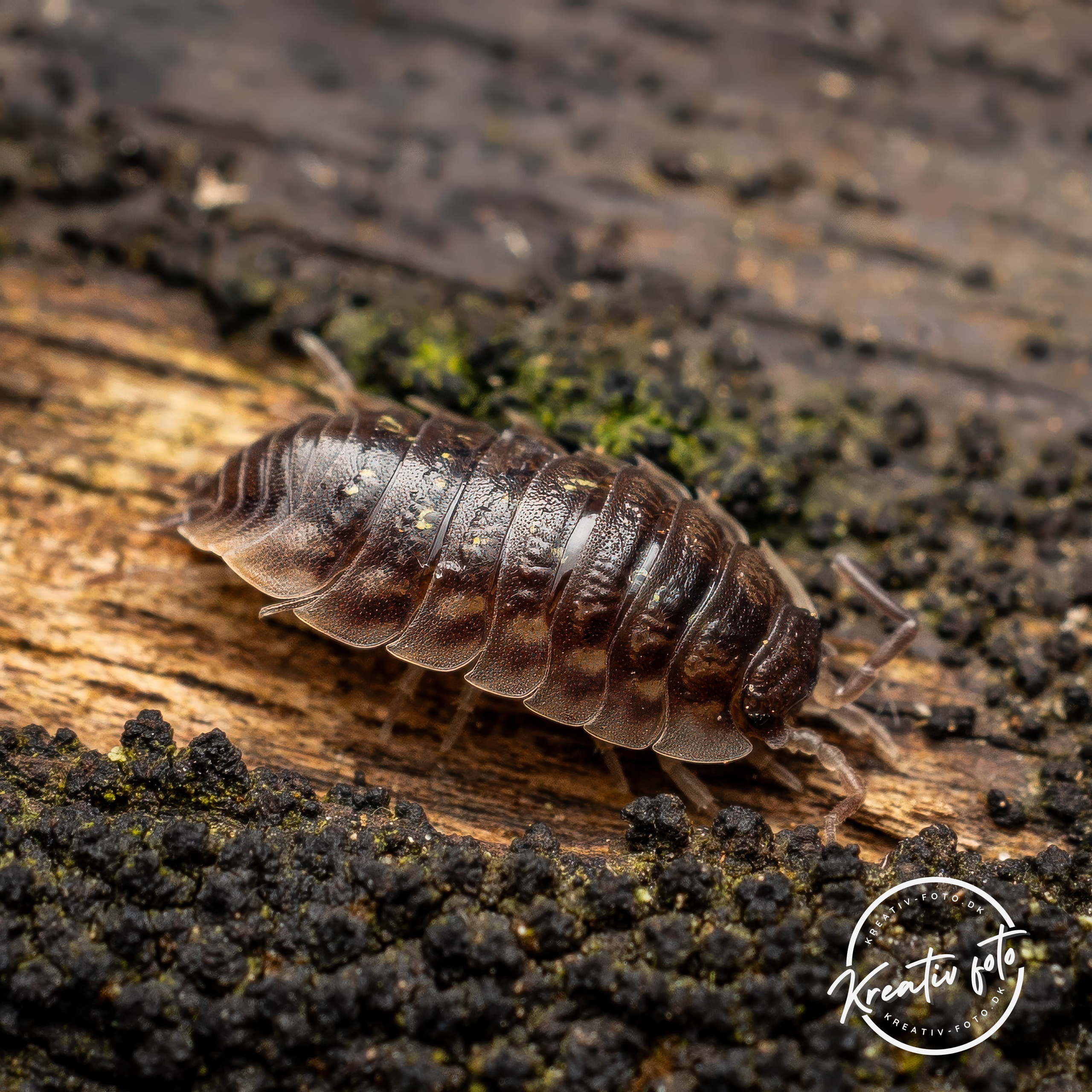 Forår. Fotograf Aarhus | Portrætfoto Århus | Flotte billeder