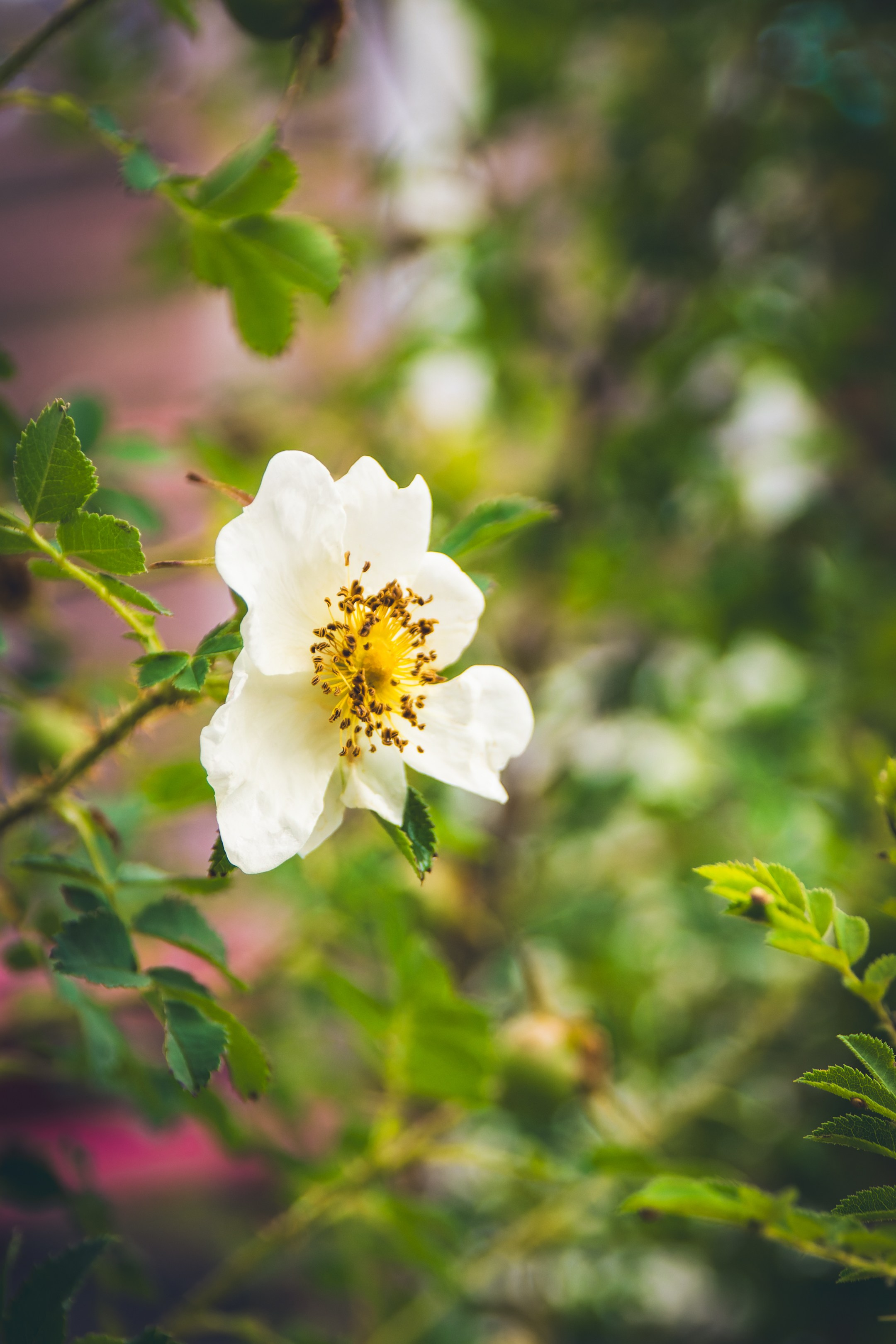Saarema, reis. Nebula 25 — Fotod teie hingele
