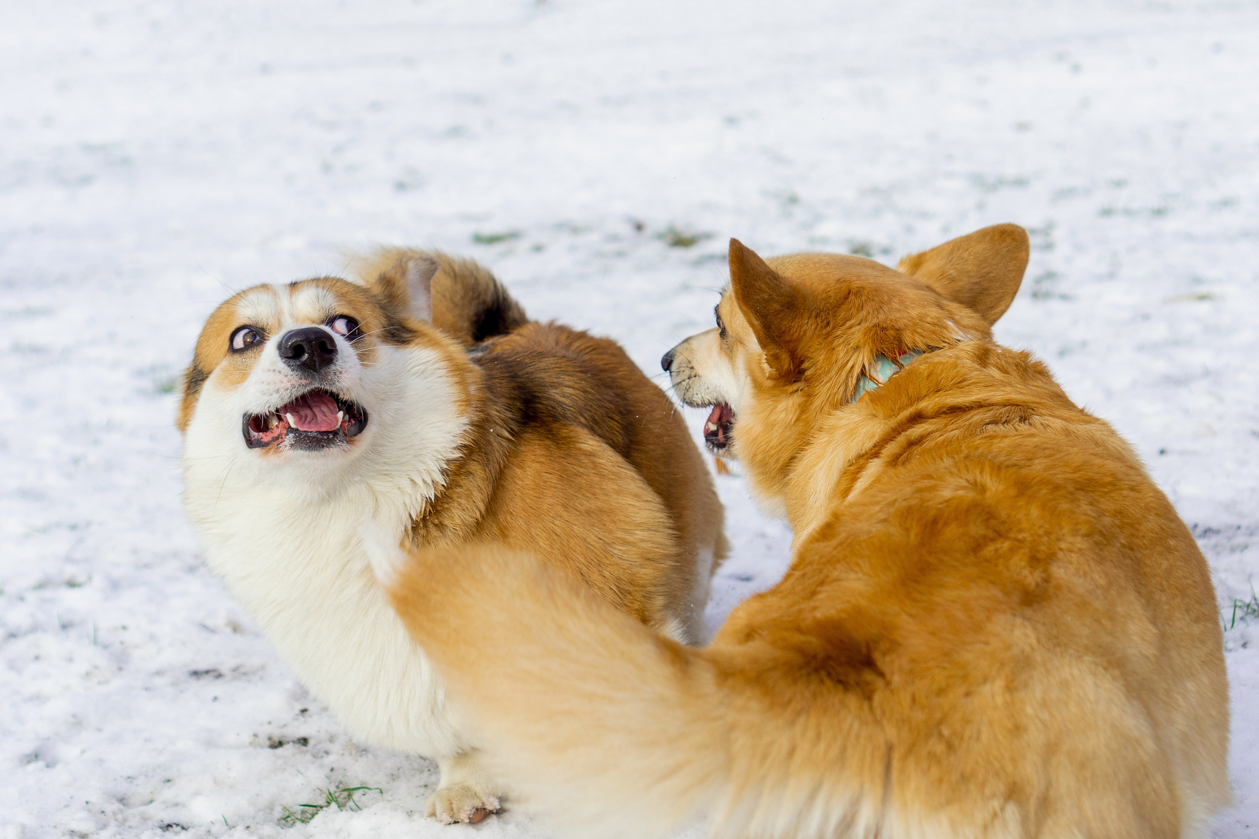 Corgi party, 23 feb. 2025. Kat Laisaar — Pet photographer in Tallinn