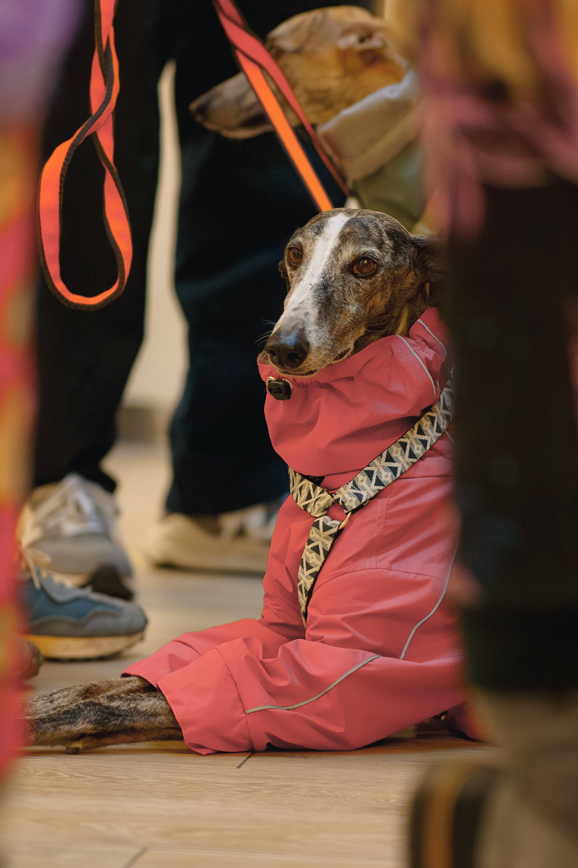 GalgoTreff / Solaris keskus 16 november. Kat Laisaar — Pet photographer in Tallinn