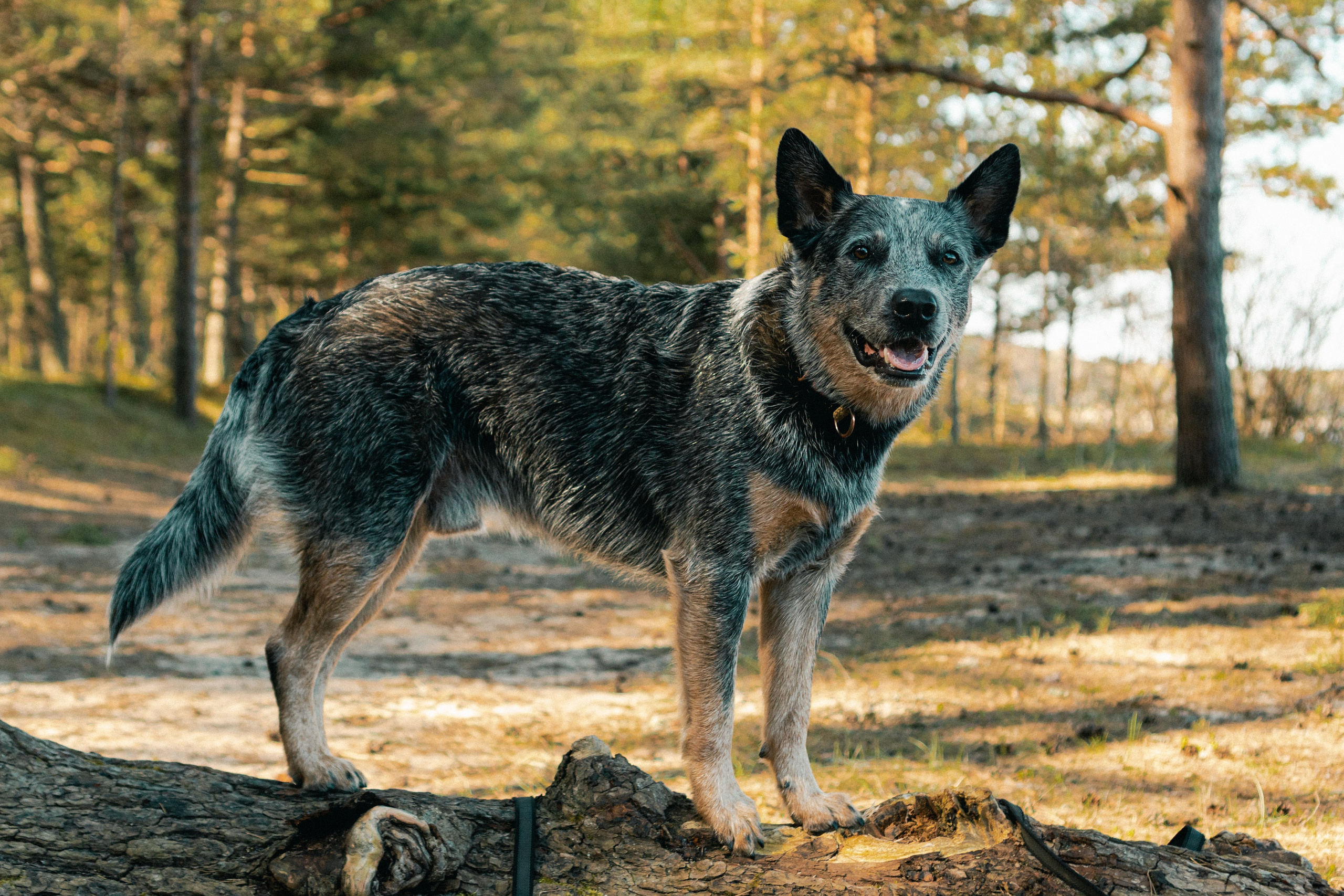 Oskar, Maria & Dmitrii. Kat Laisaar — Pet photographer in Tallinn
