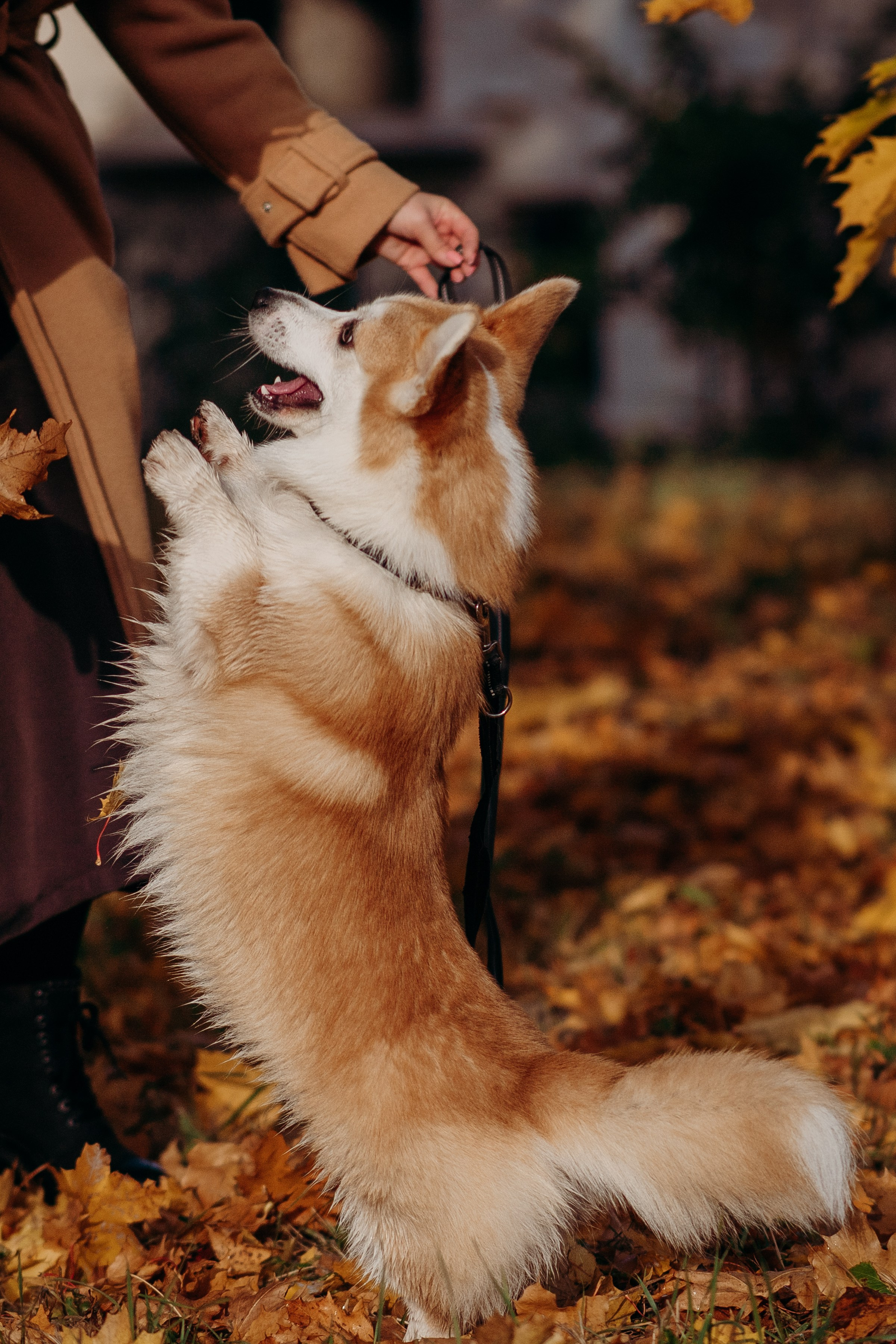 Liisa, Alexander & Marsel. Фотограф-анималист в Таллинне, Катя Лайсаар