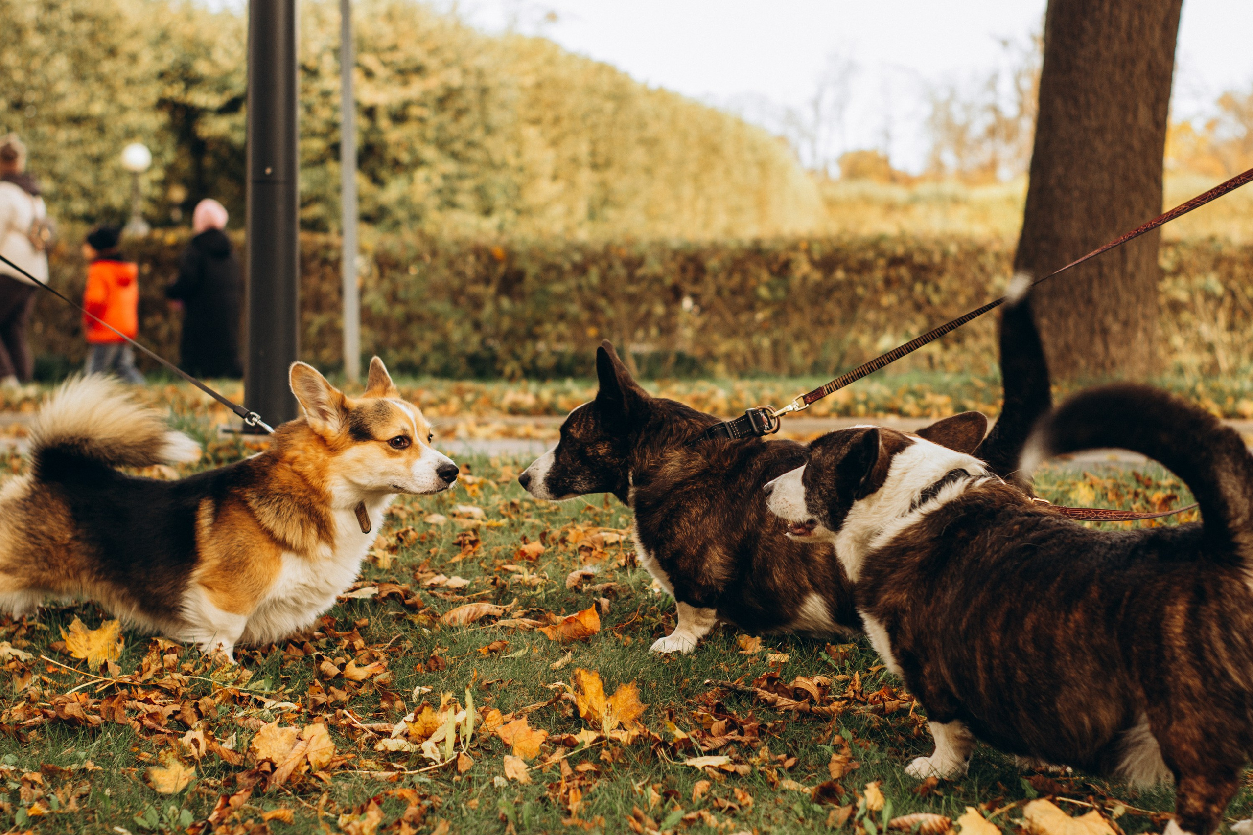 Corgi party, october. Kat Laisaar — Pet photographer in Tallinn