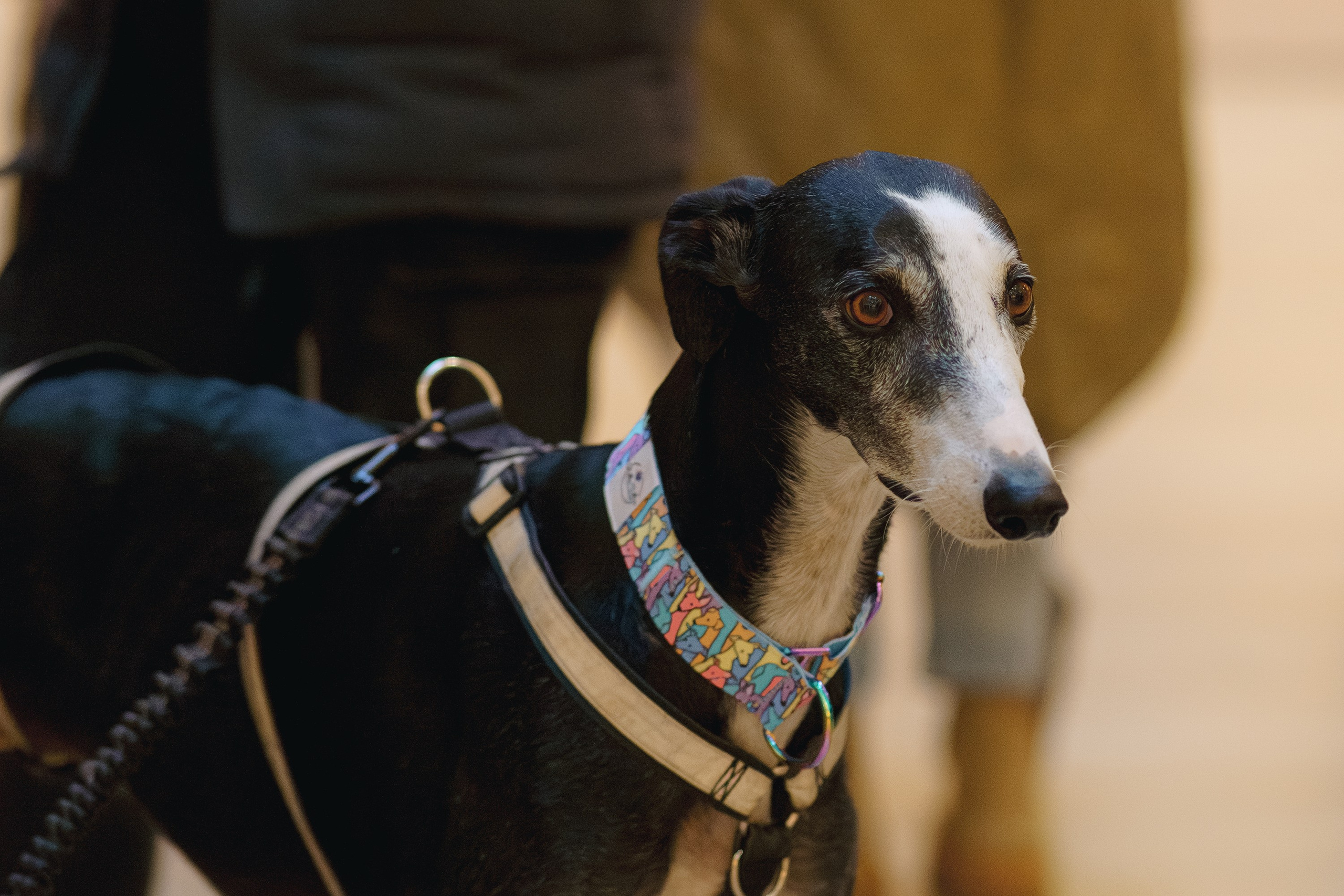 GalgoTreff / Solaris keskus 16 november. Kat Laisaar — Pet photographer in Tallinn